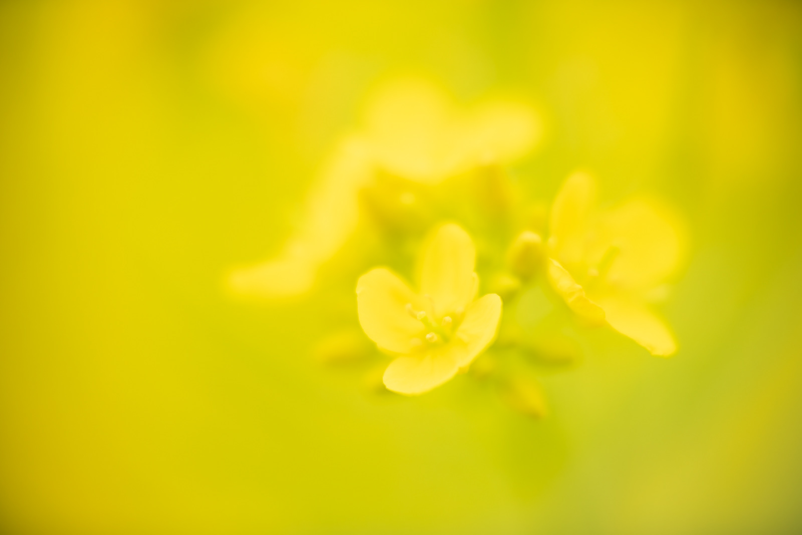 菜の花 #2