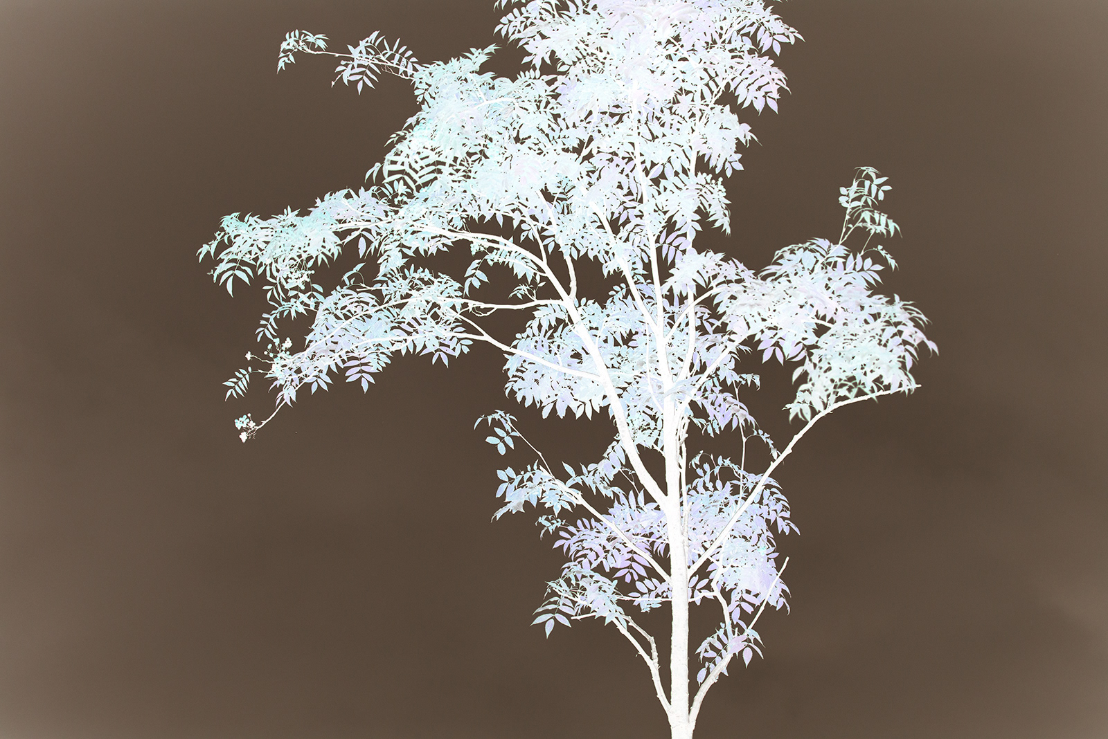 Negative reversal + Low saturation