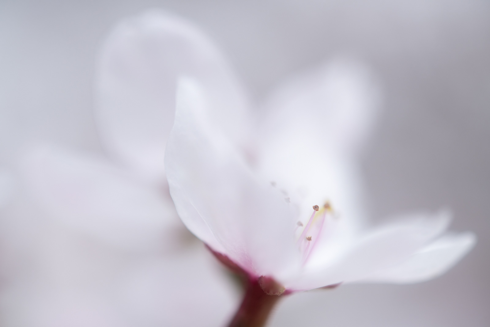桜 #3