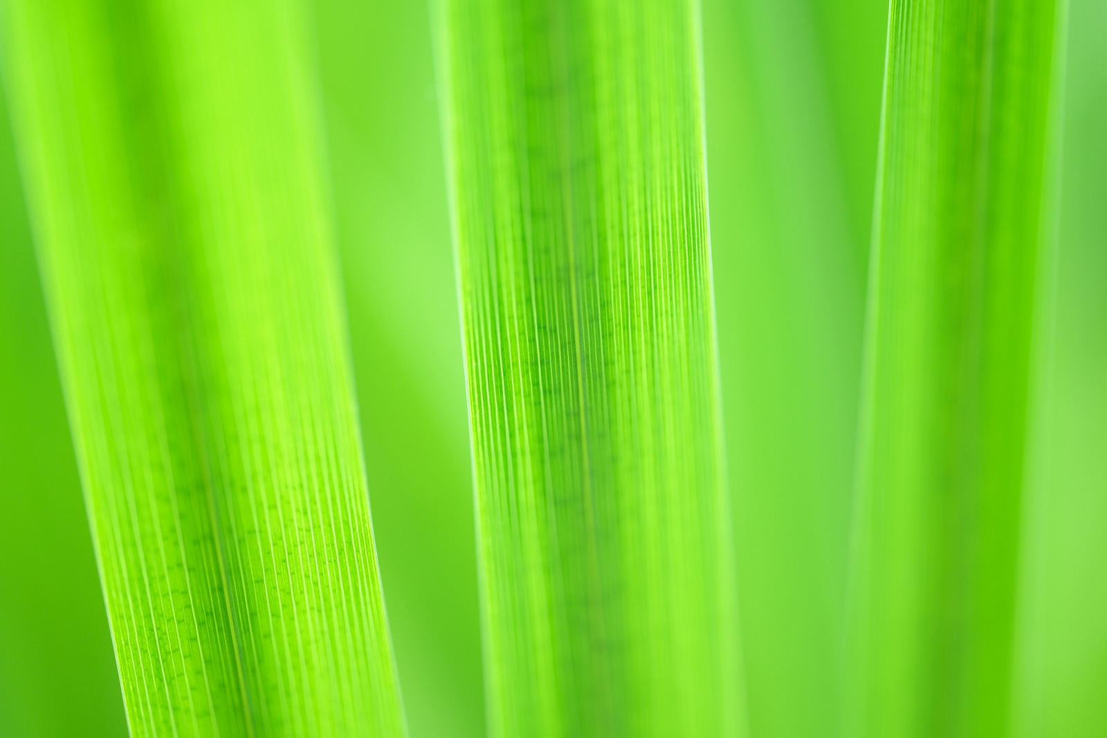 群馬県 ぐんまフラワーパークにて(ショウブの葉)NIKKOR Z MC 105mm f/2.8 VR S