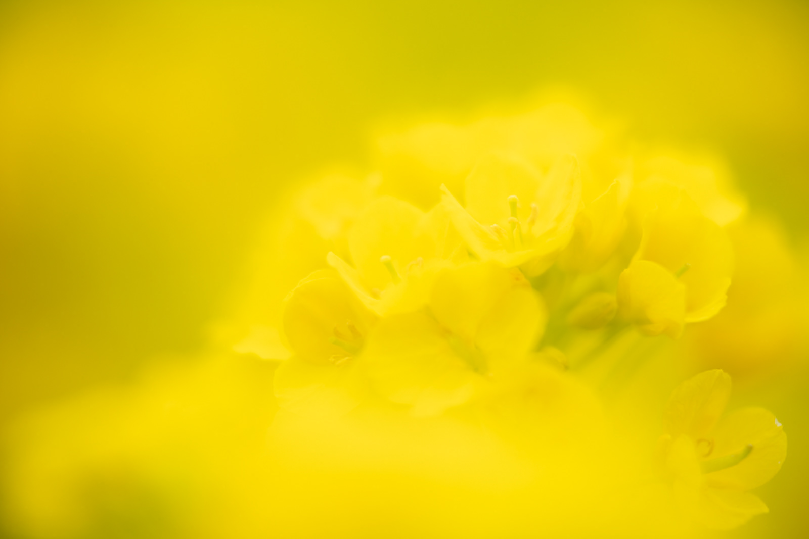 菜の花 #1