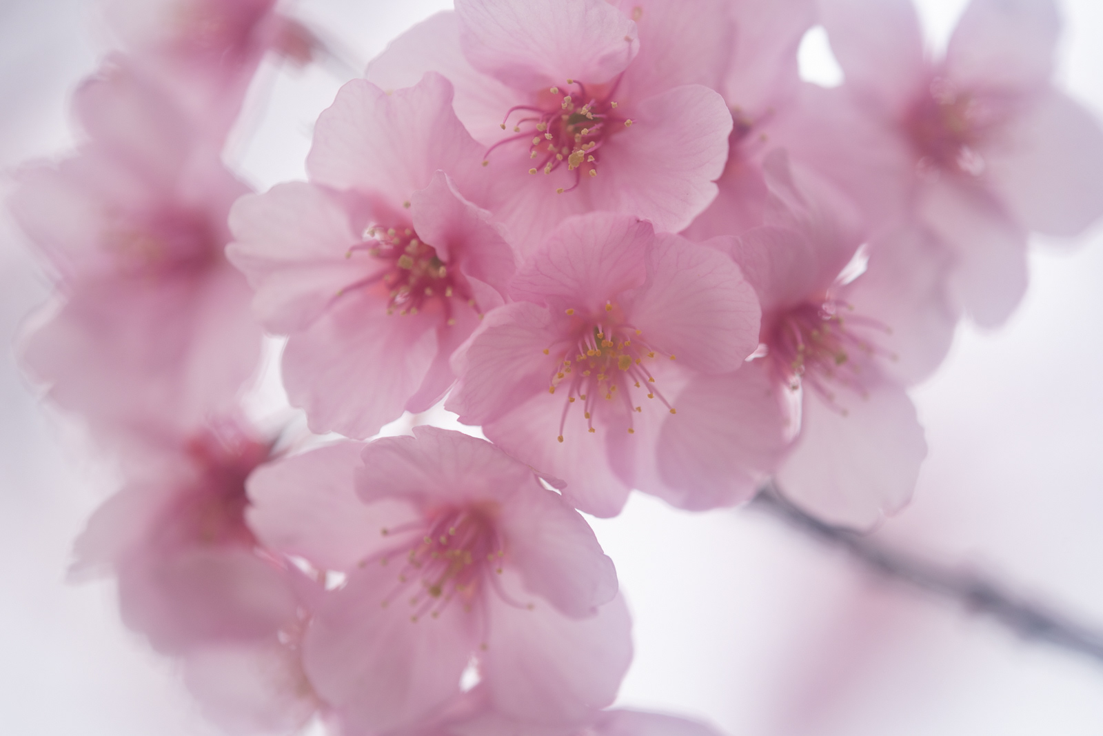 河津桜 #1