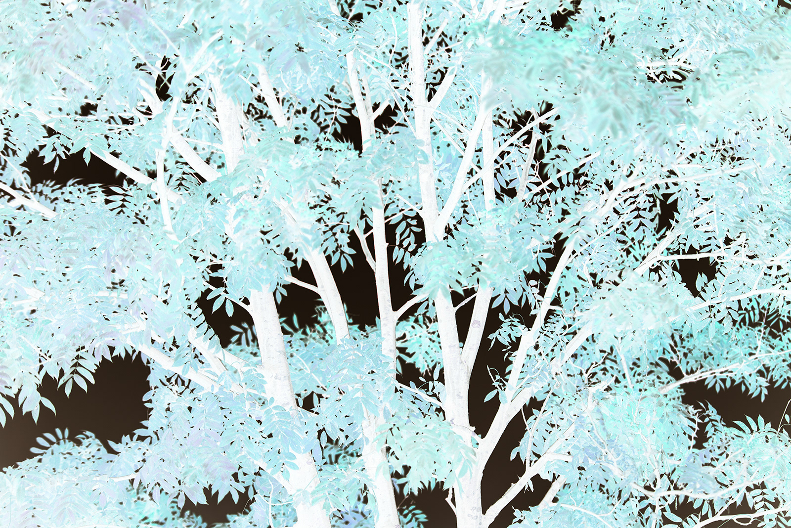 Negative reversal + Low saturation