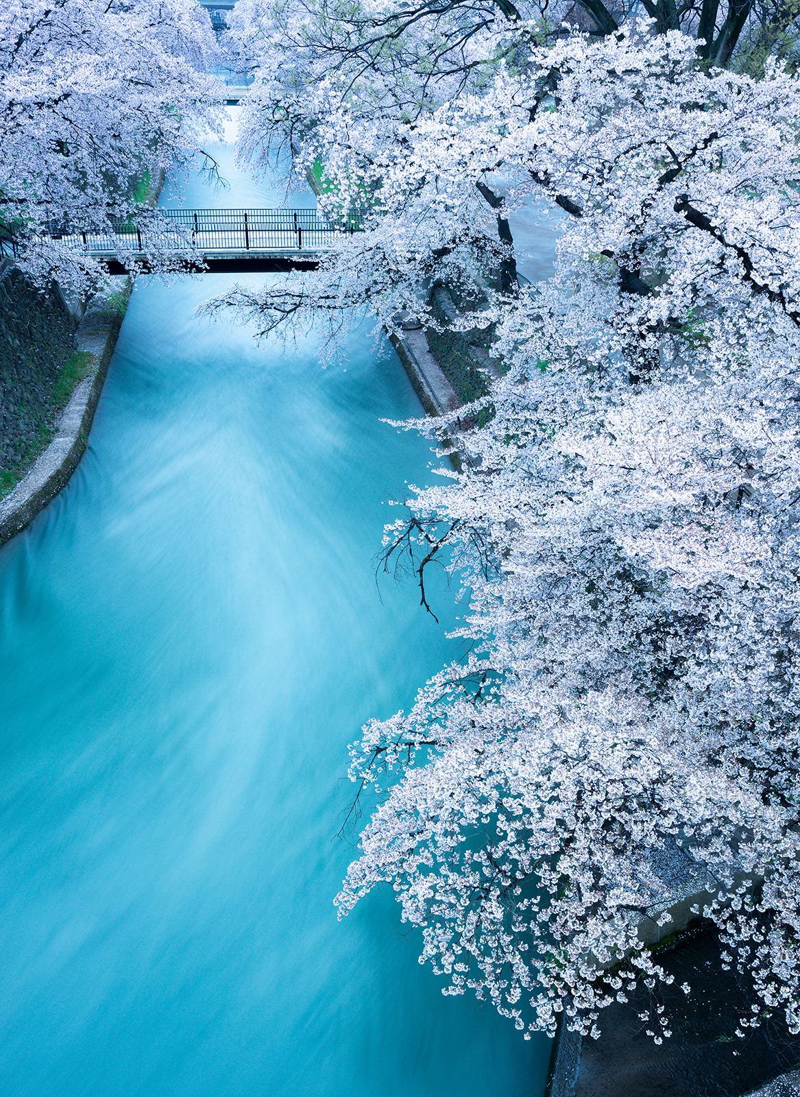 桜流し #1