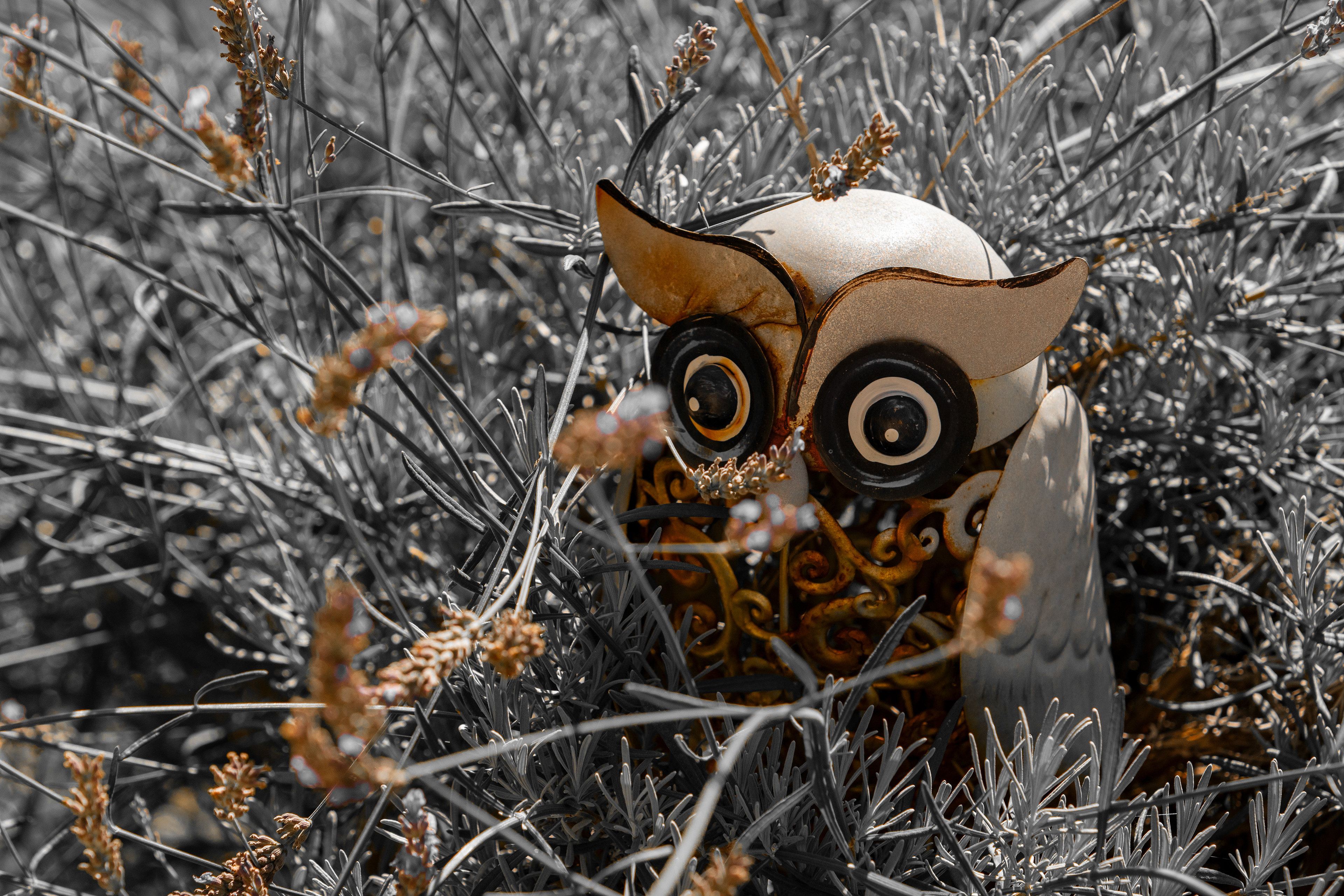 Le hibou et la lavande