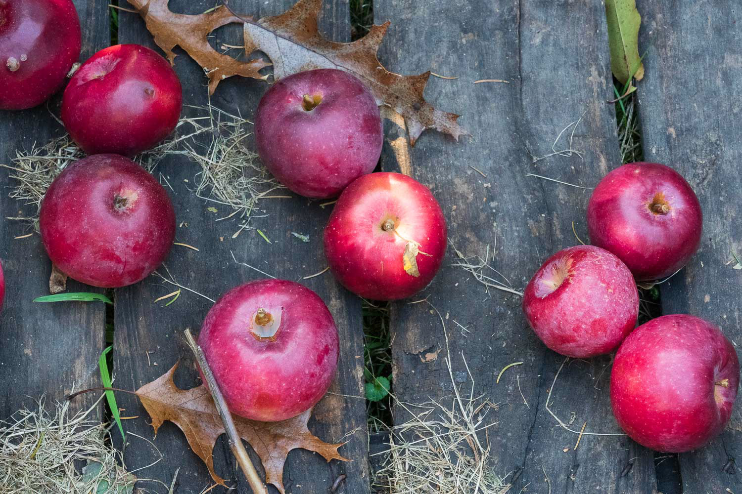 Fall Apples