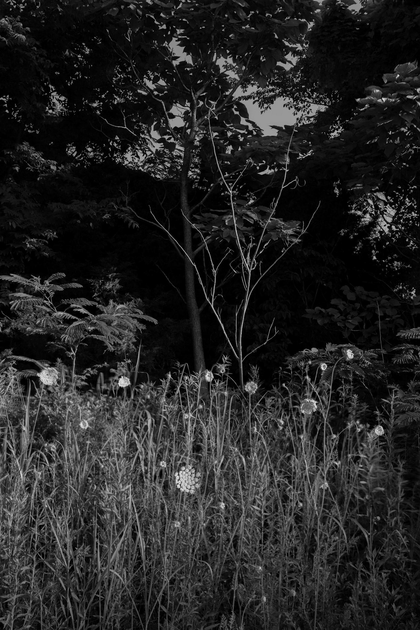 Weeds with Tree (2020)