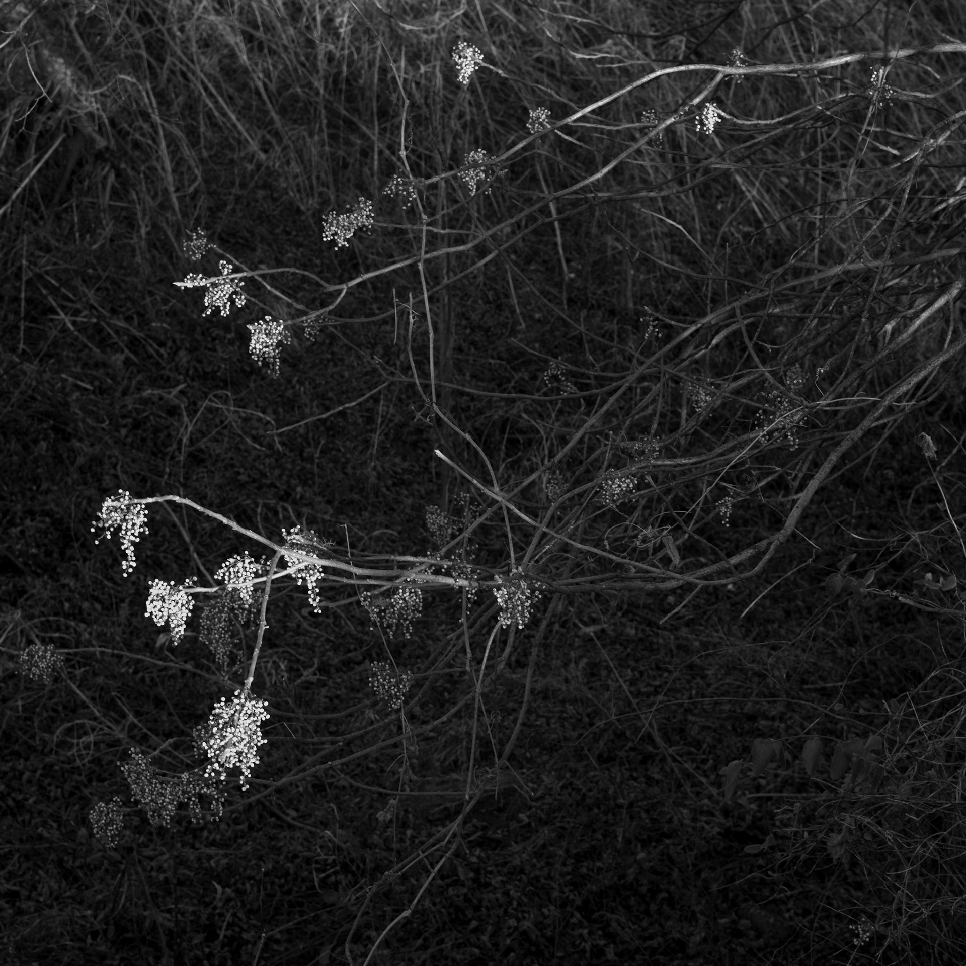 Tangled Branches (2019)
