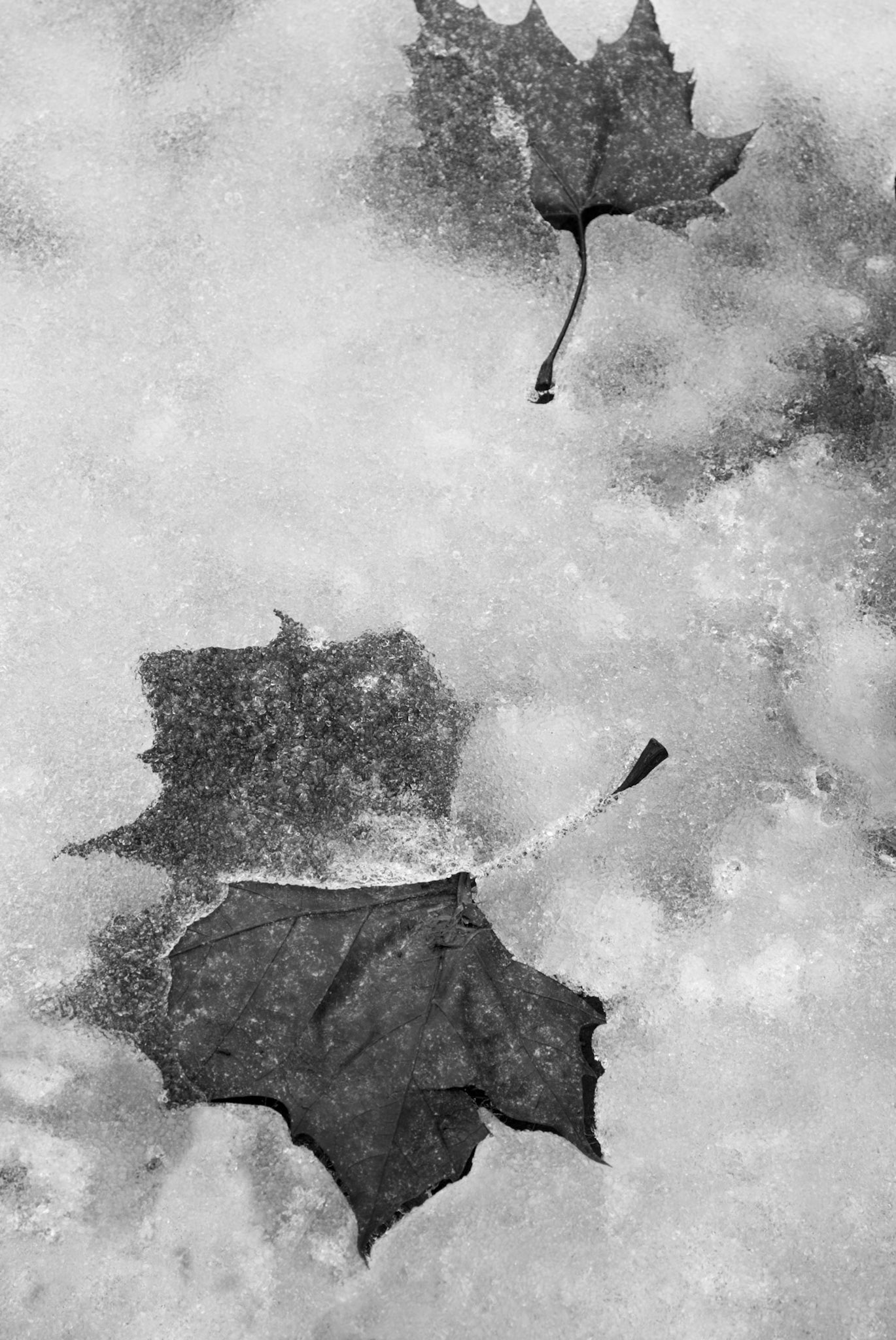 Leaves In Ice (2010)