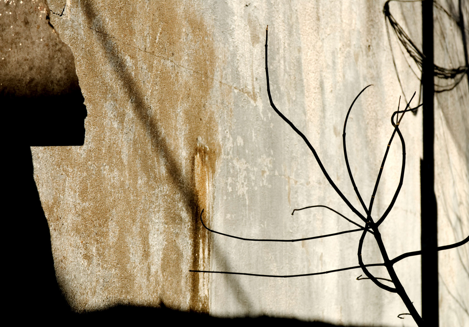 Back Alley Tree Shadow (2010)