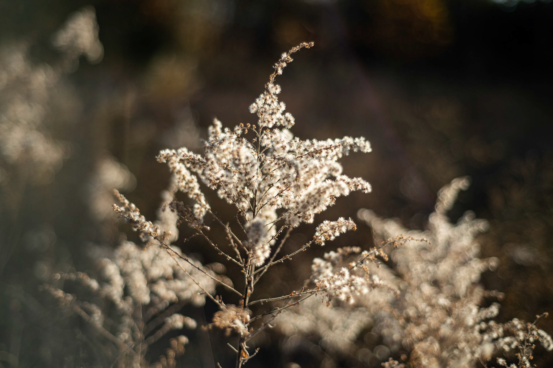 White and Fluffy (2020)