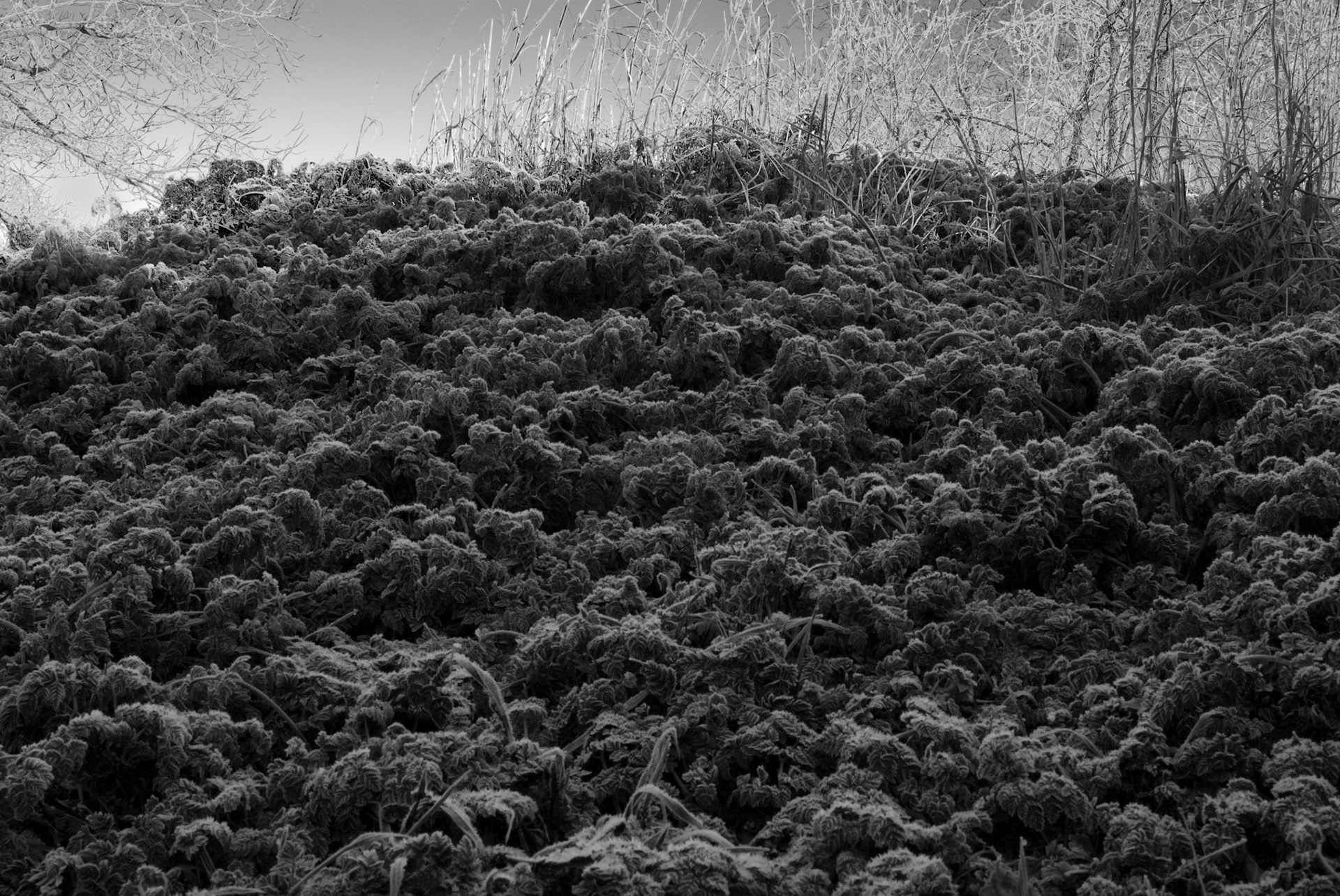 The Ground (2012)