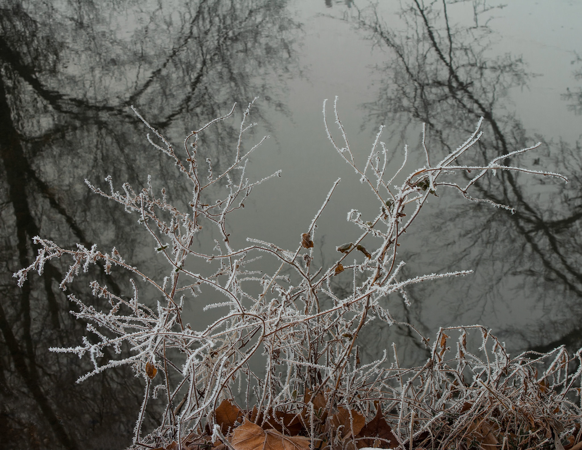 Reflection in Nature (2010)