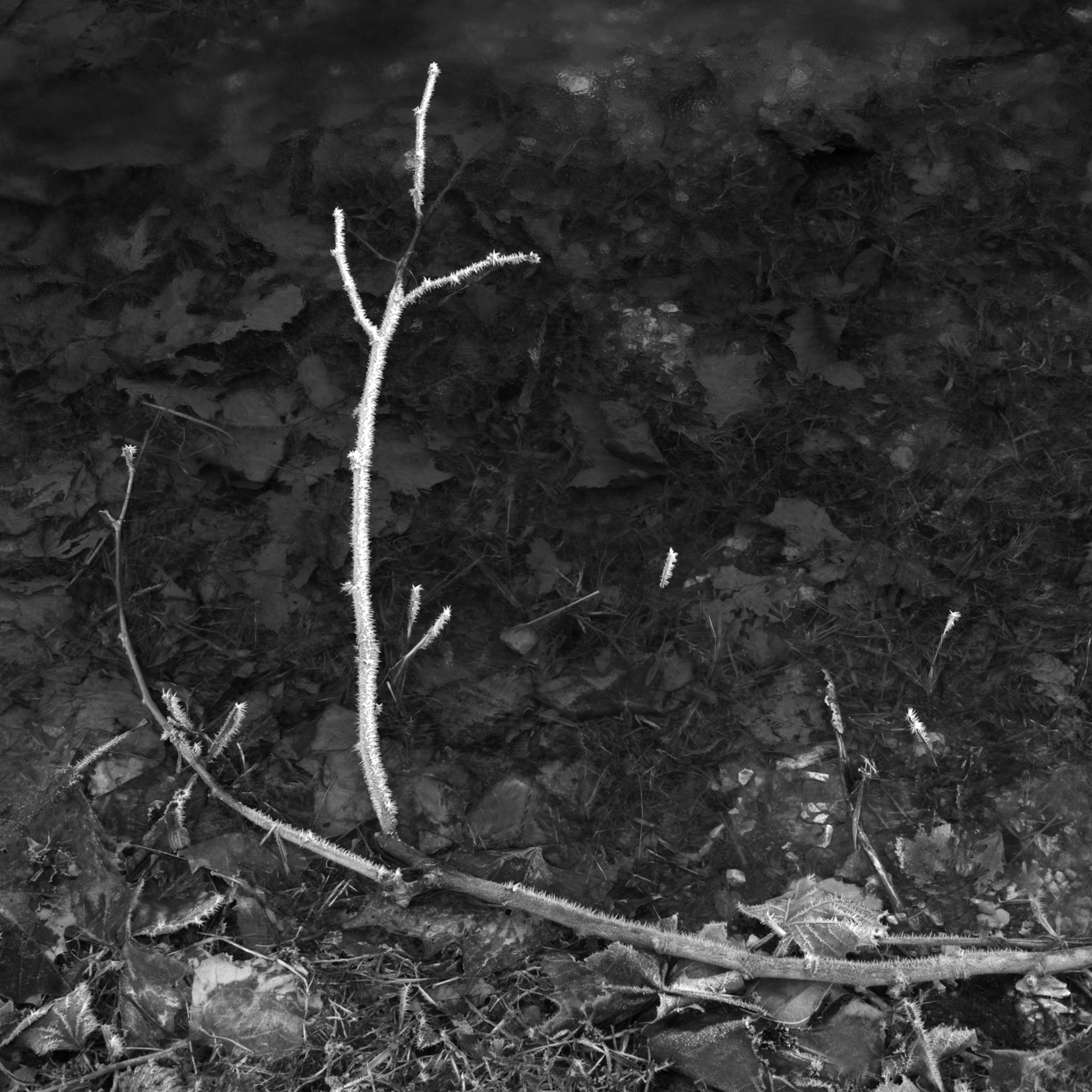 Branch (2010)