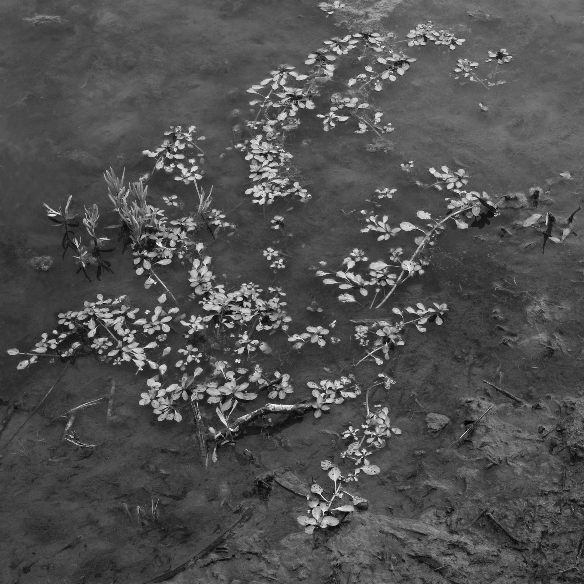 Leaves on the Water (2012)