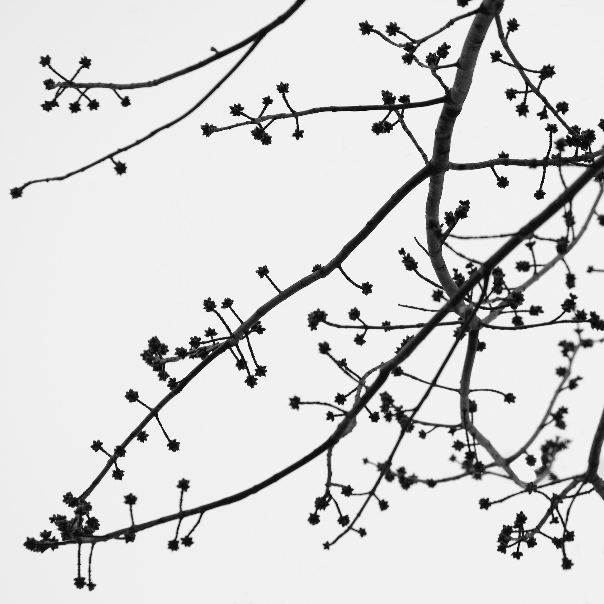 Branches on White (2019)