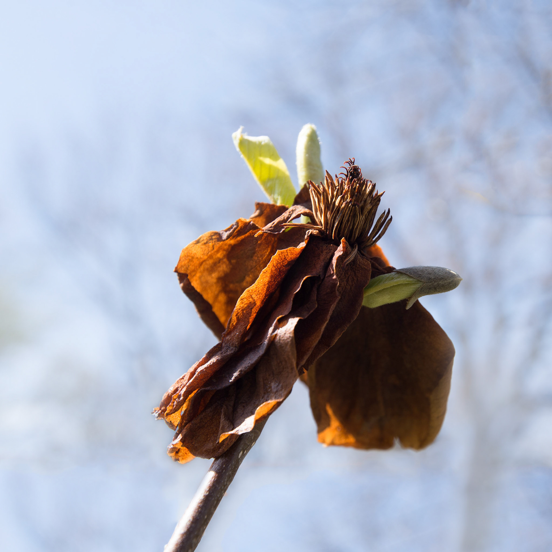 Flower and Sky (2017)