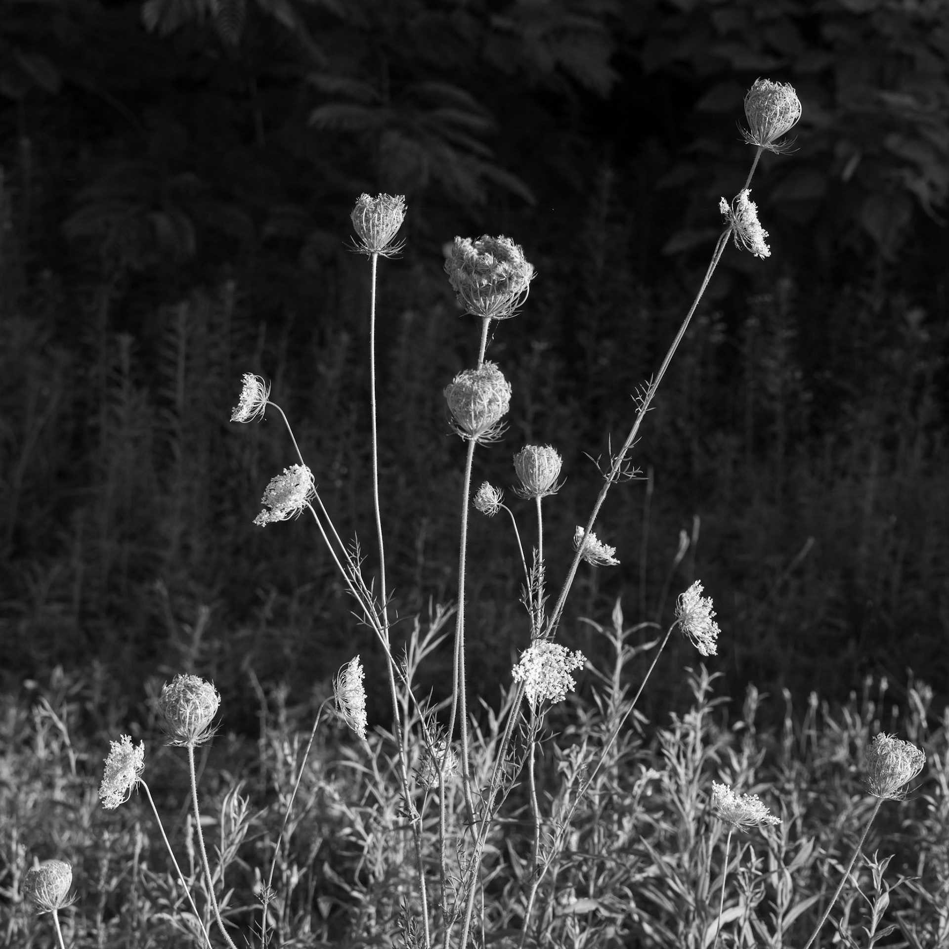 Beautiful Weeds (2020)