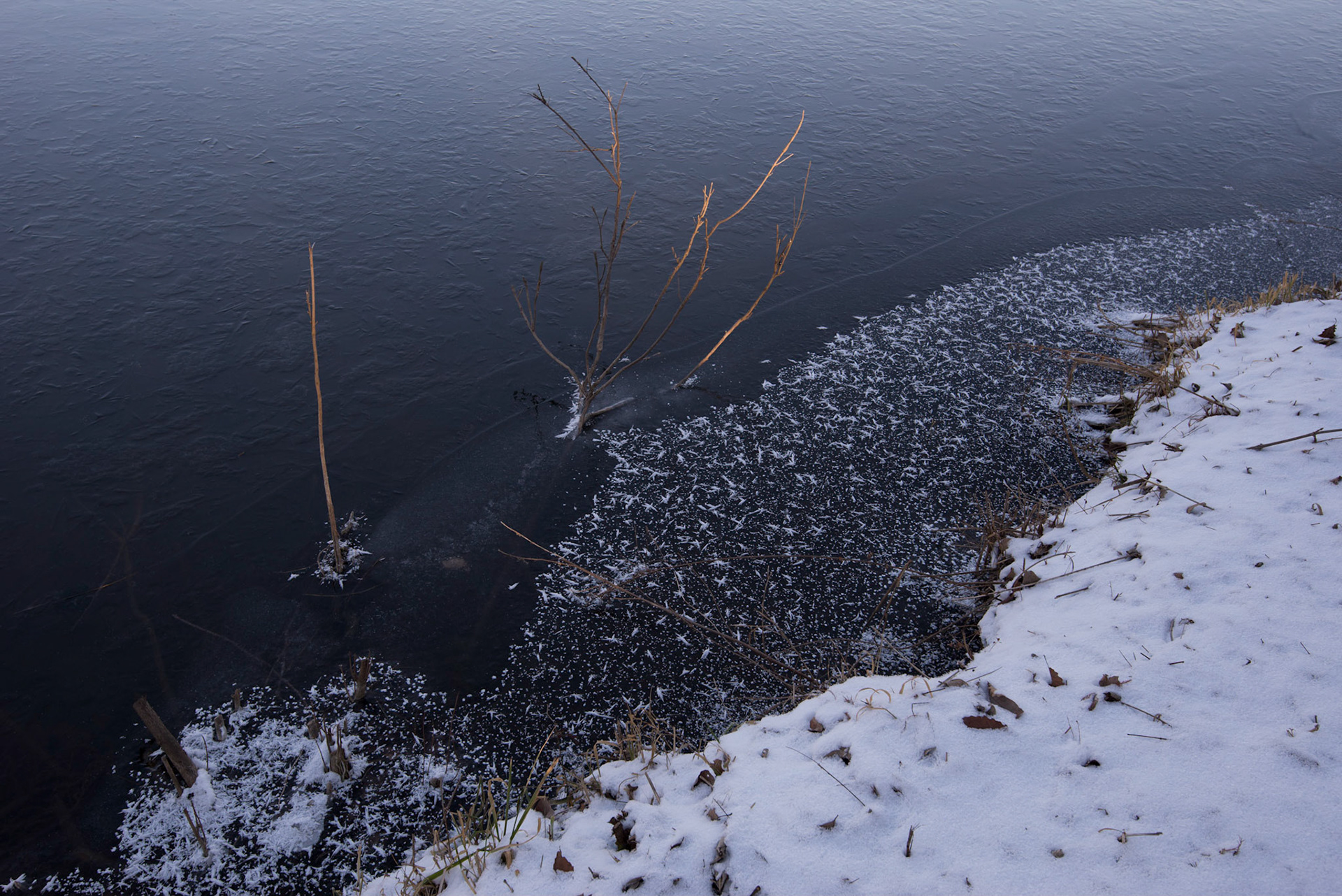 Sunset on the Branches (2017)