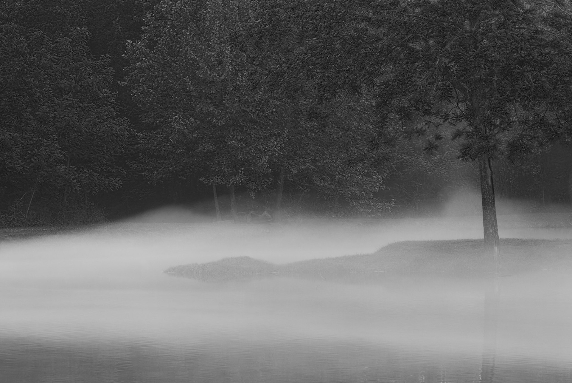 Tree and Fog (2011)