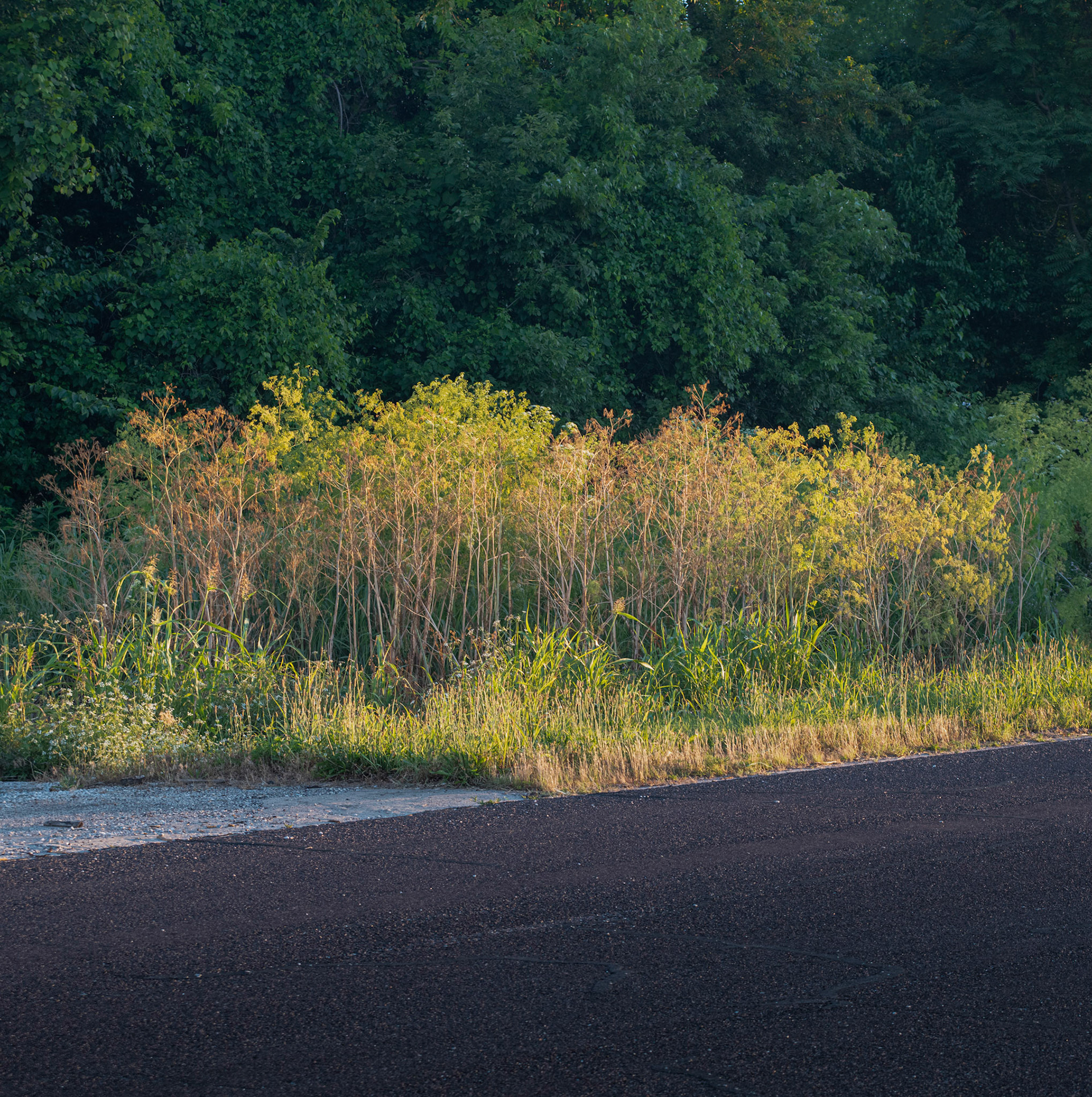 Road, Grass, Trees (2021)