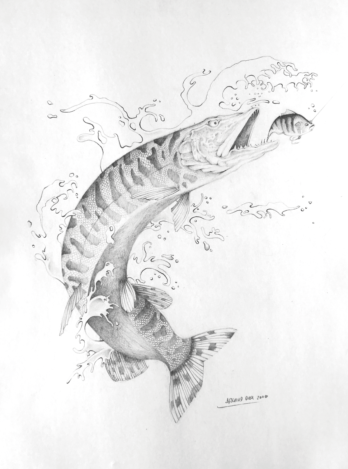 Dessin Brochet