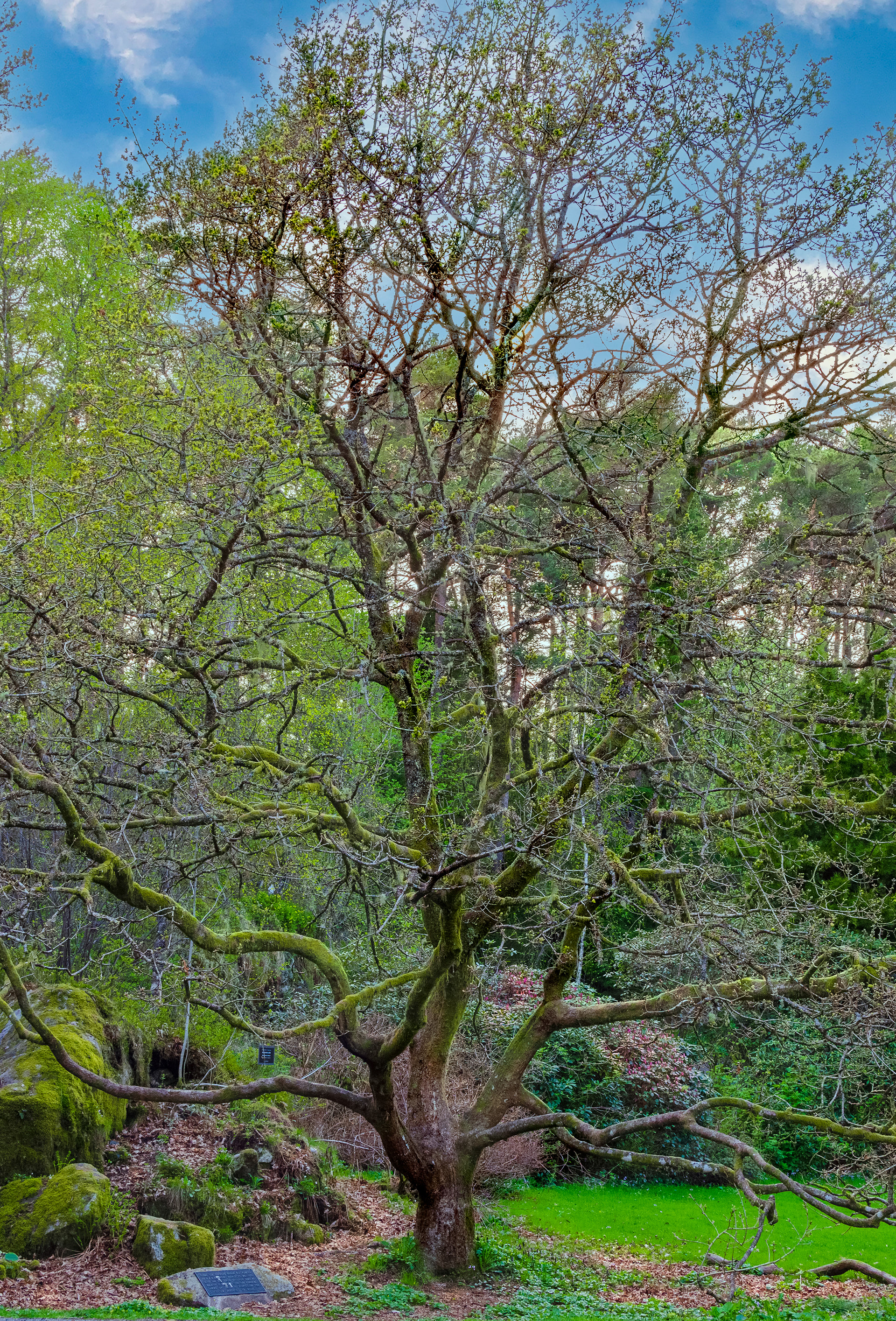 Oldest planted tree, Arboretum, Bergen