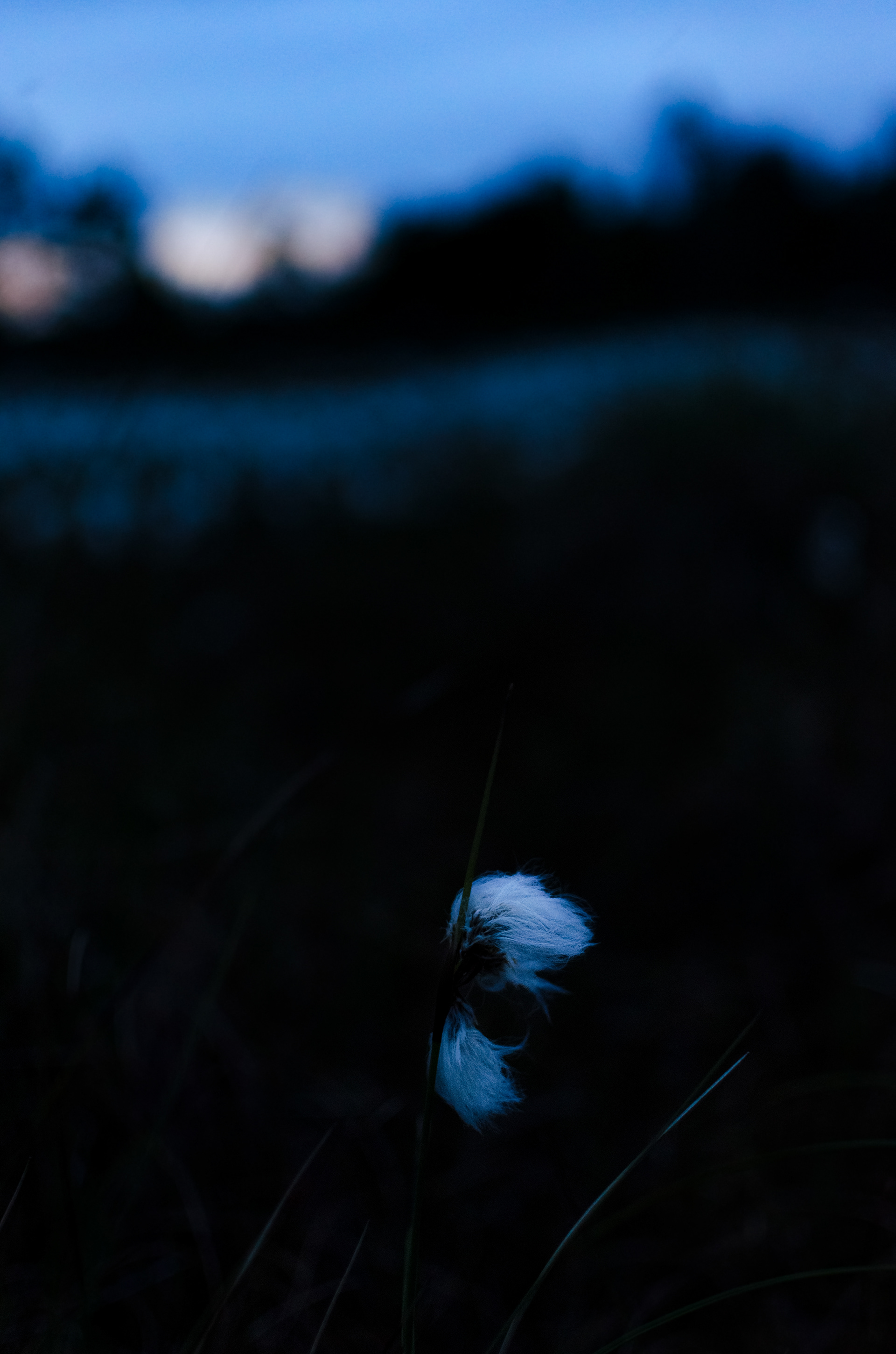 Eriophorum (Cotton Grass)