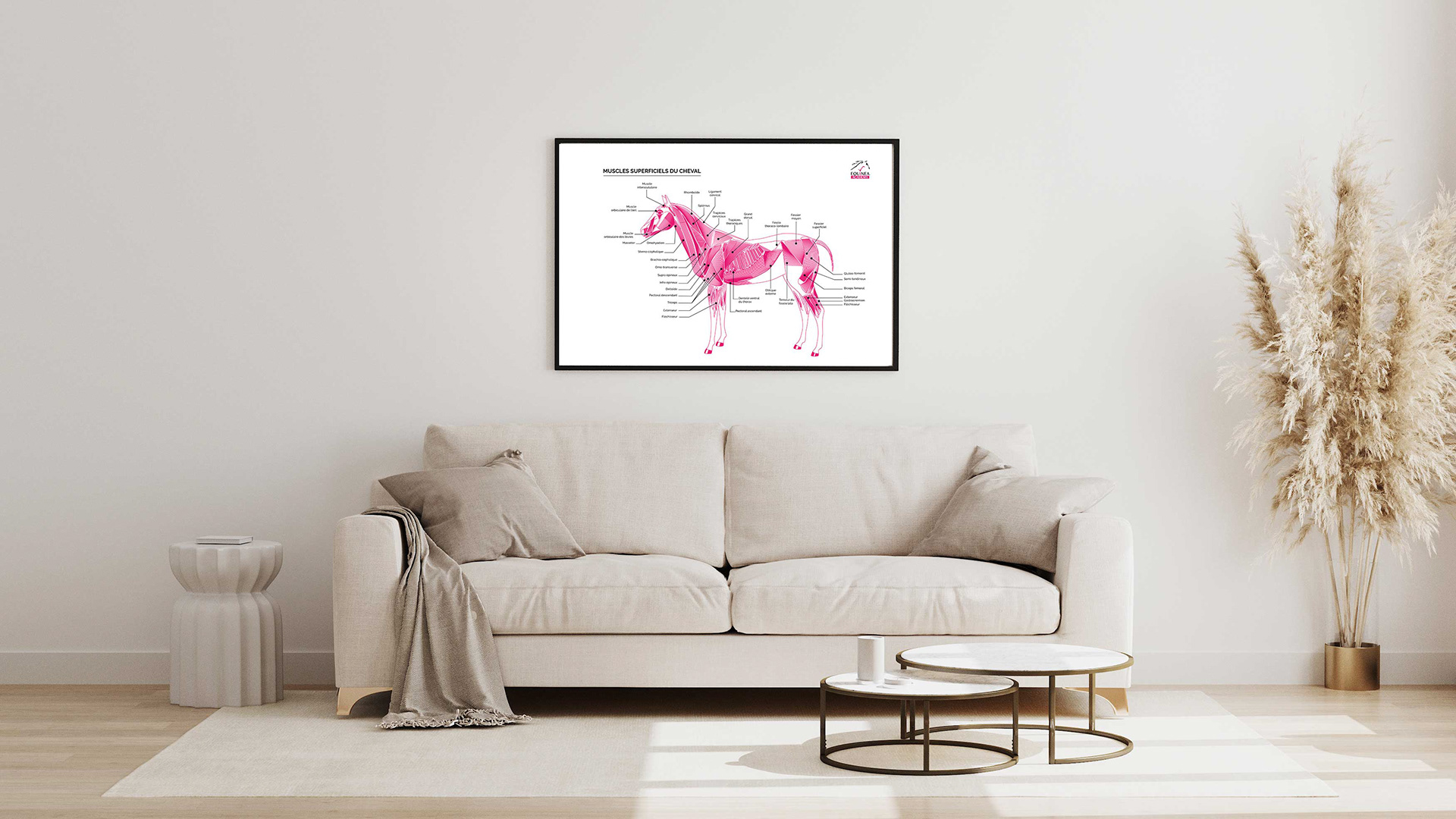 Poster planche anatomie EQUINEA