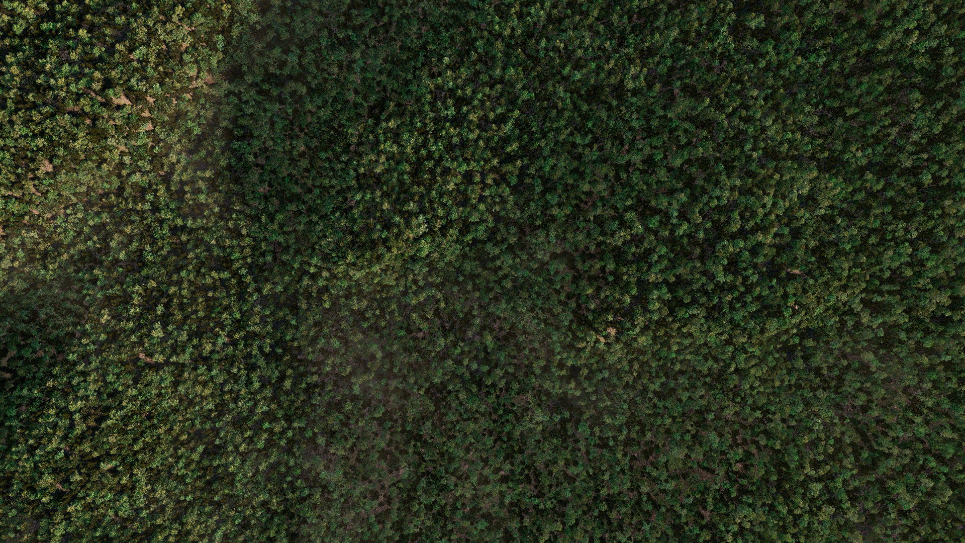 Render du scatter de la forêt