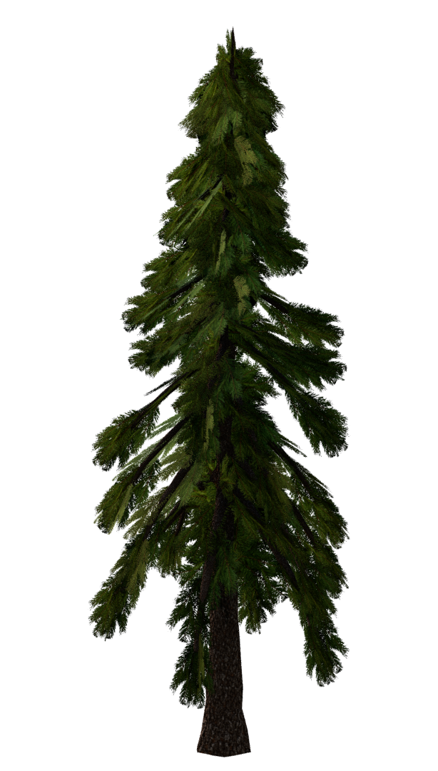 Sapin
