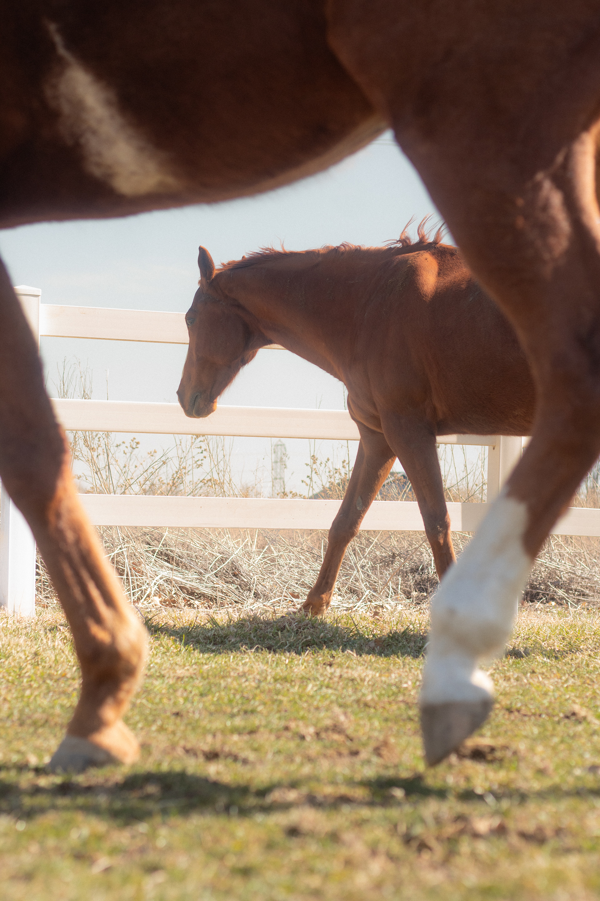 Red & Ollie - DSLR - 03/13/25