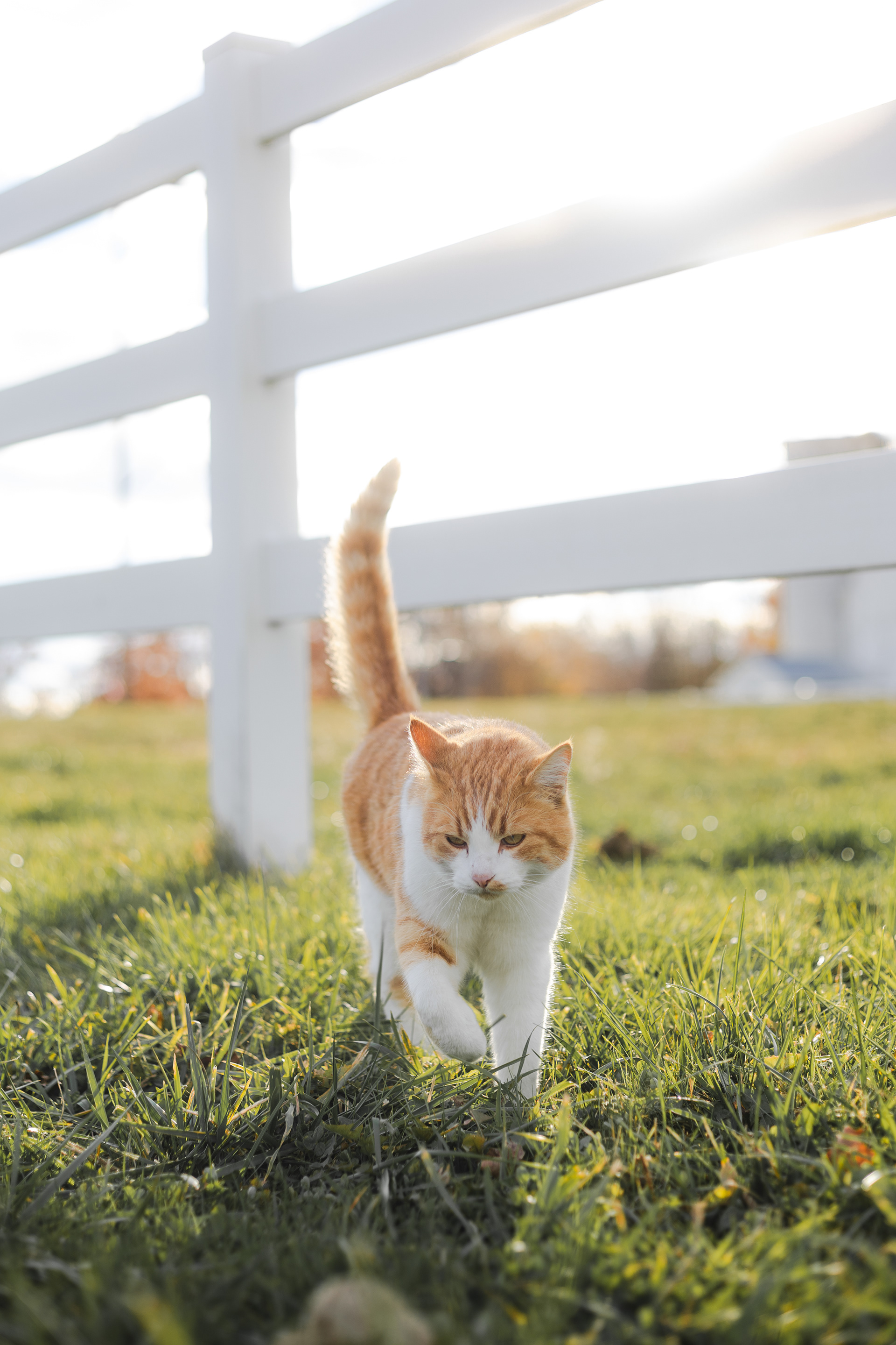Cheddar on the Prowl - Mirrorless - 11/16/25