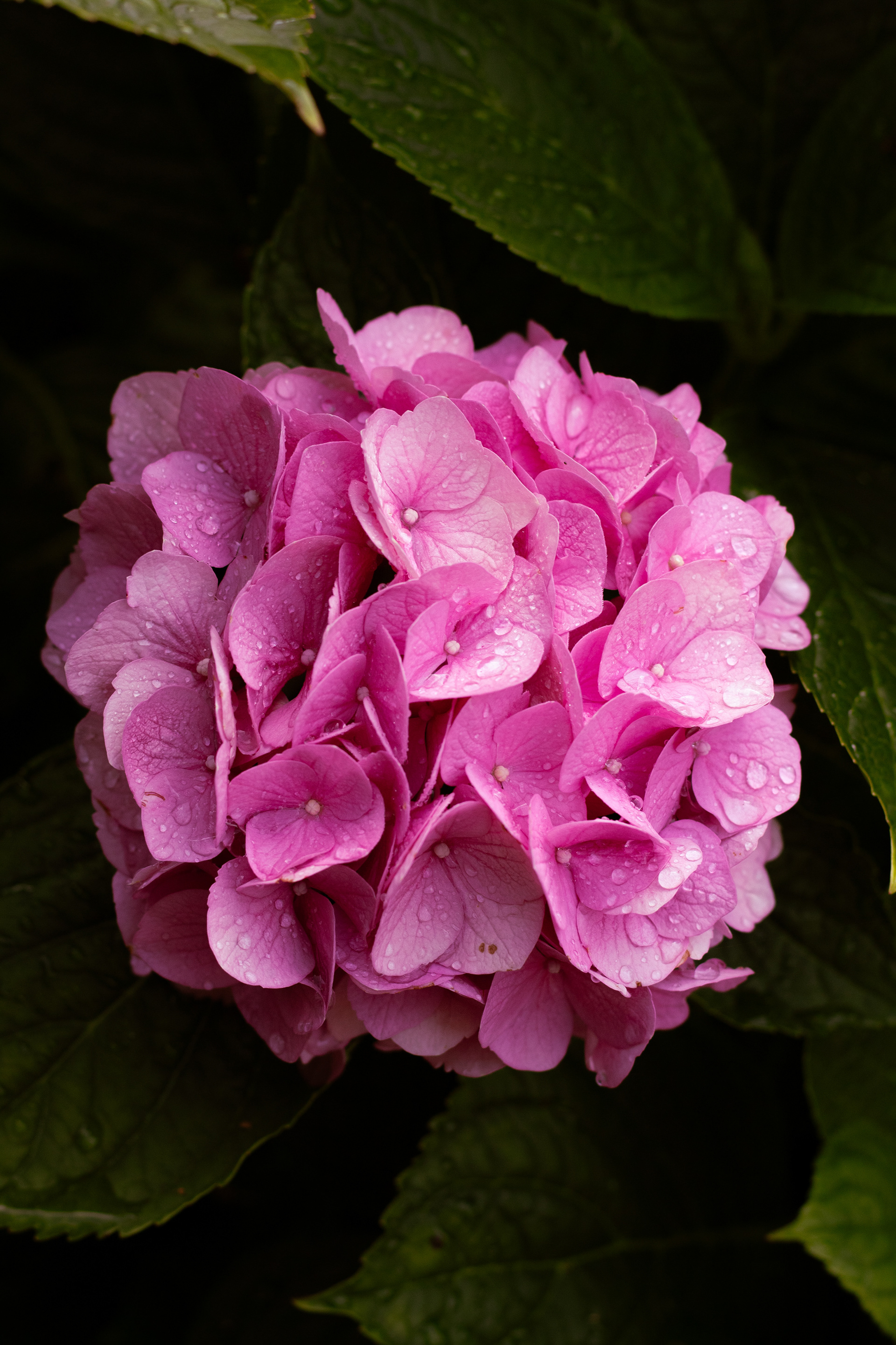 Bloom - DSLR - 08/10/23