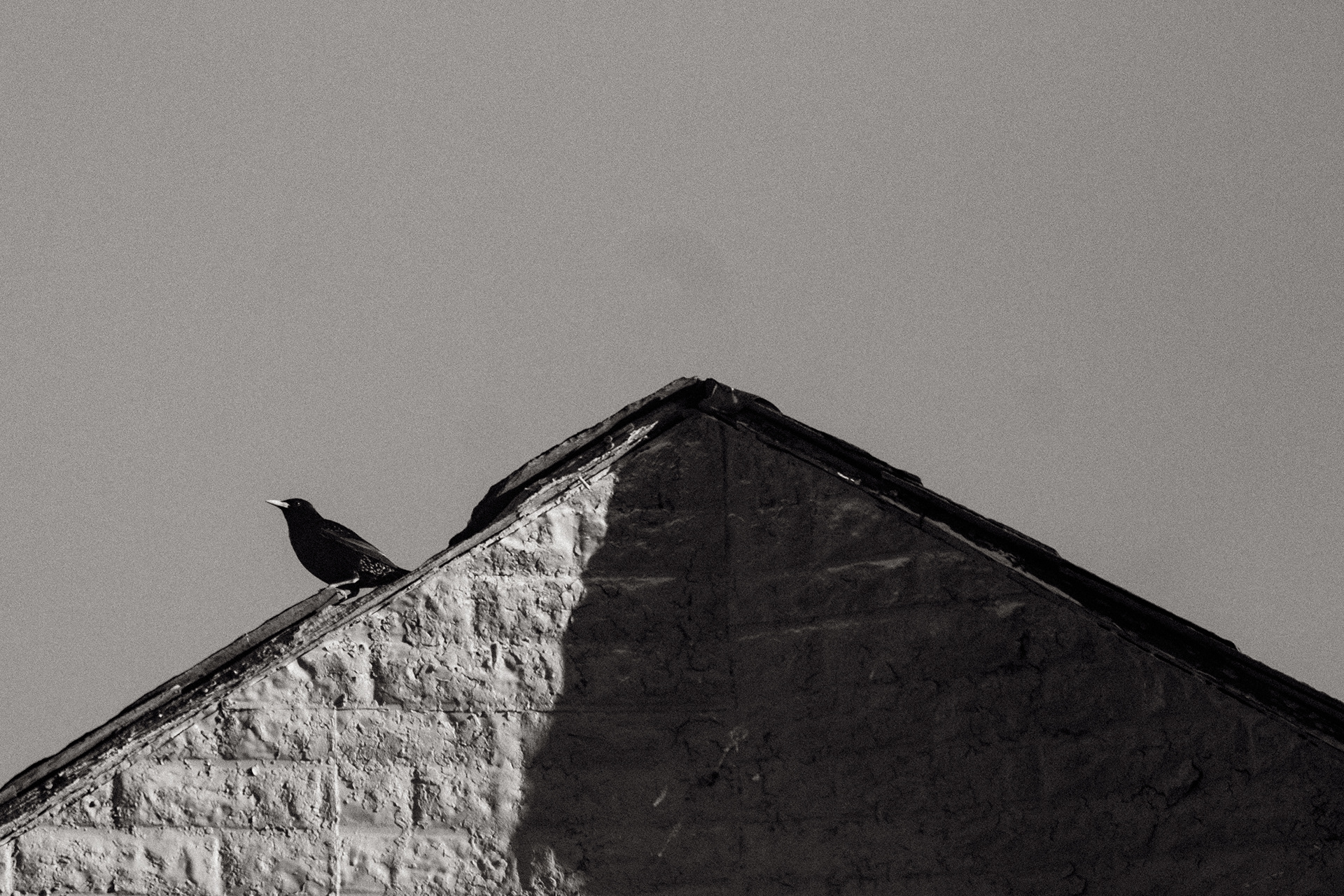 Blackbird - DSLR - 05/13/25