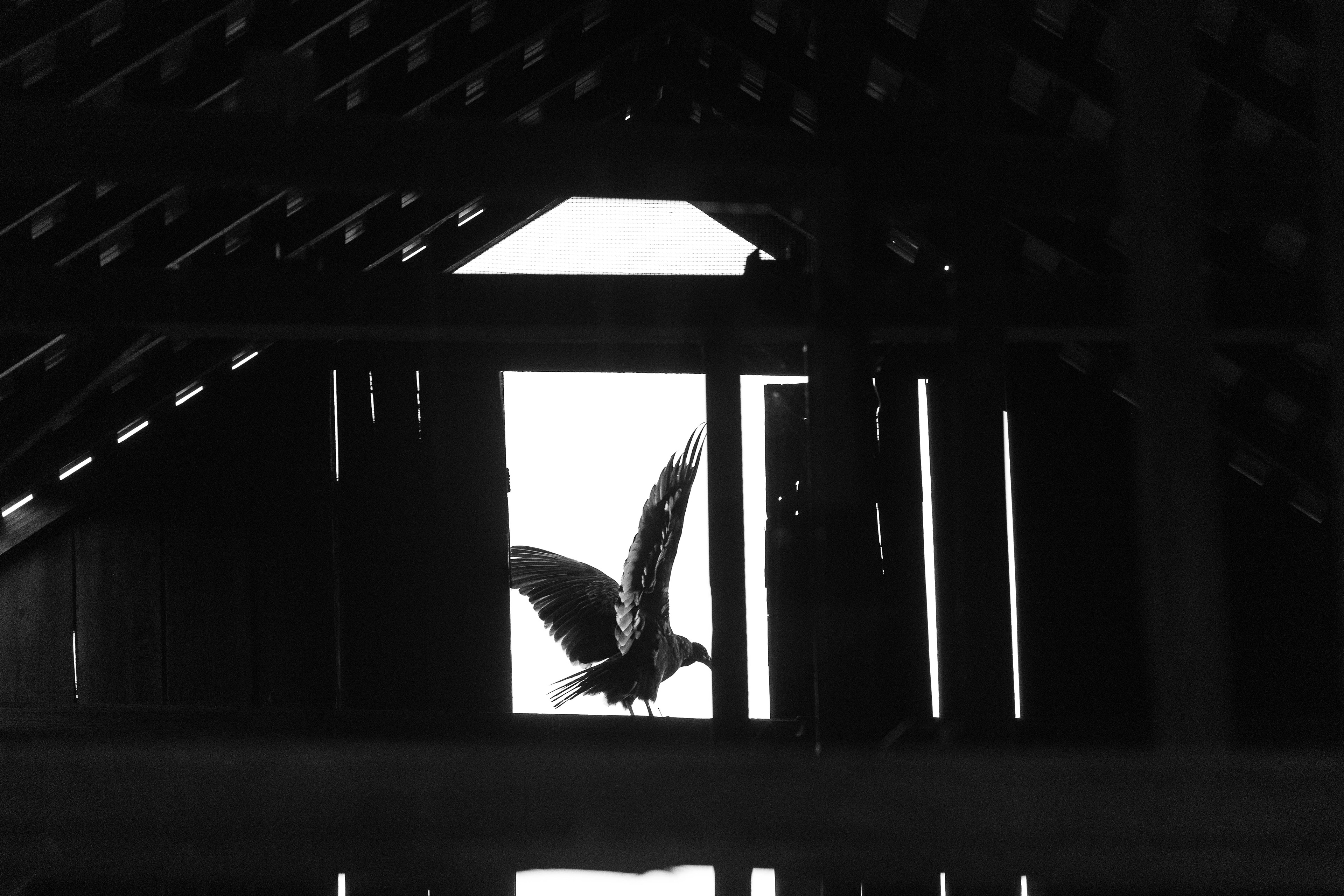 Abandoned No Longer - Mirrorless - 06/11/26