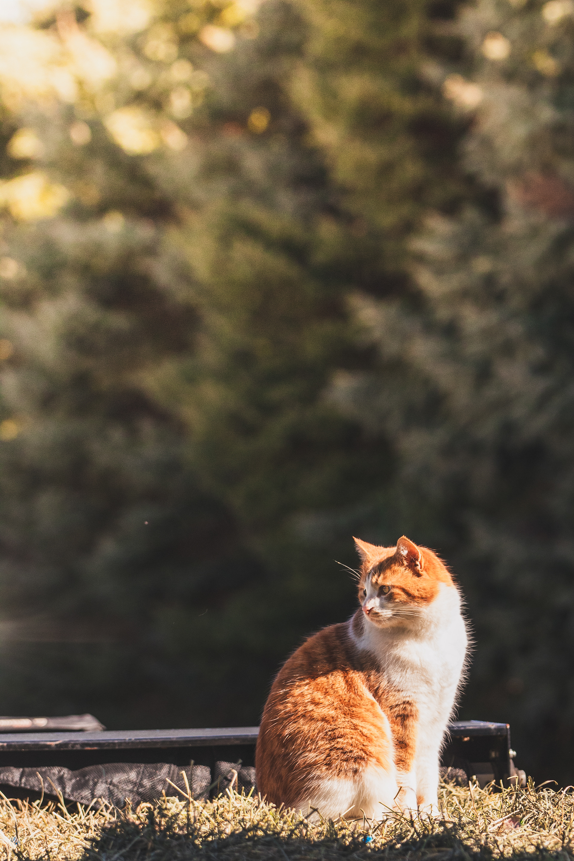 Cheddar Sitting - DSLR - 03/09/25 