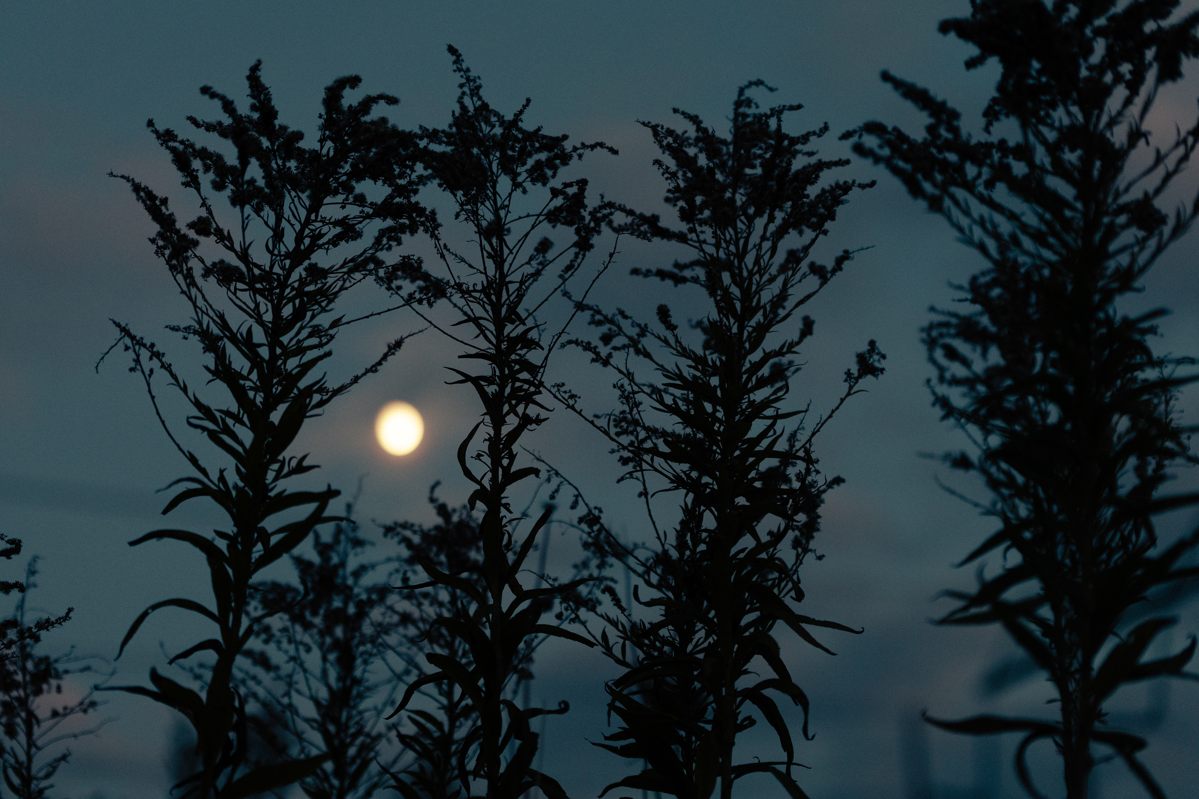 Full Moon - Mirrorless - 11/02/25
