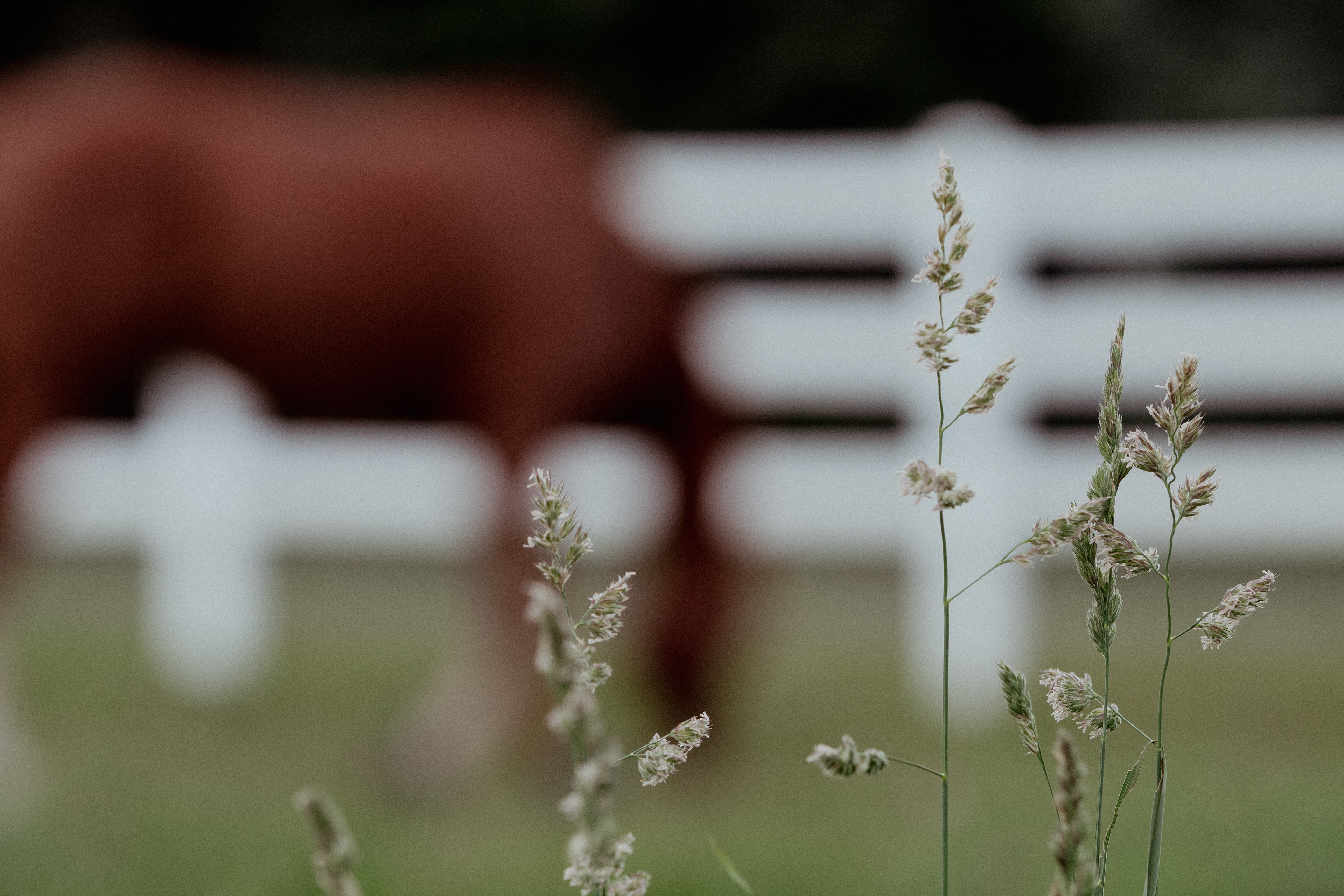 In the Pasture - DSLR - 11/25/23