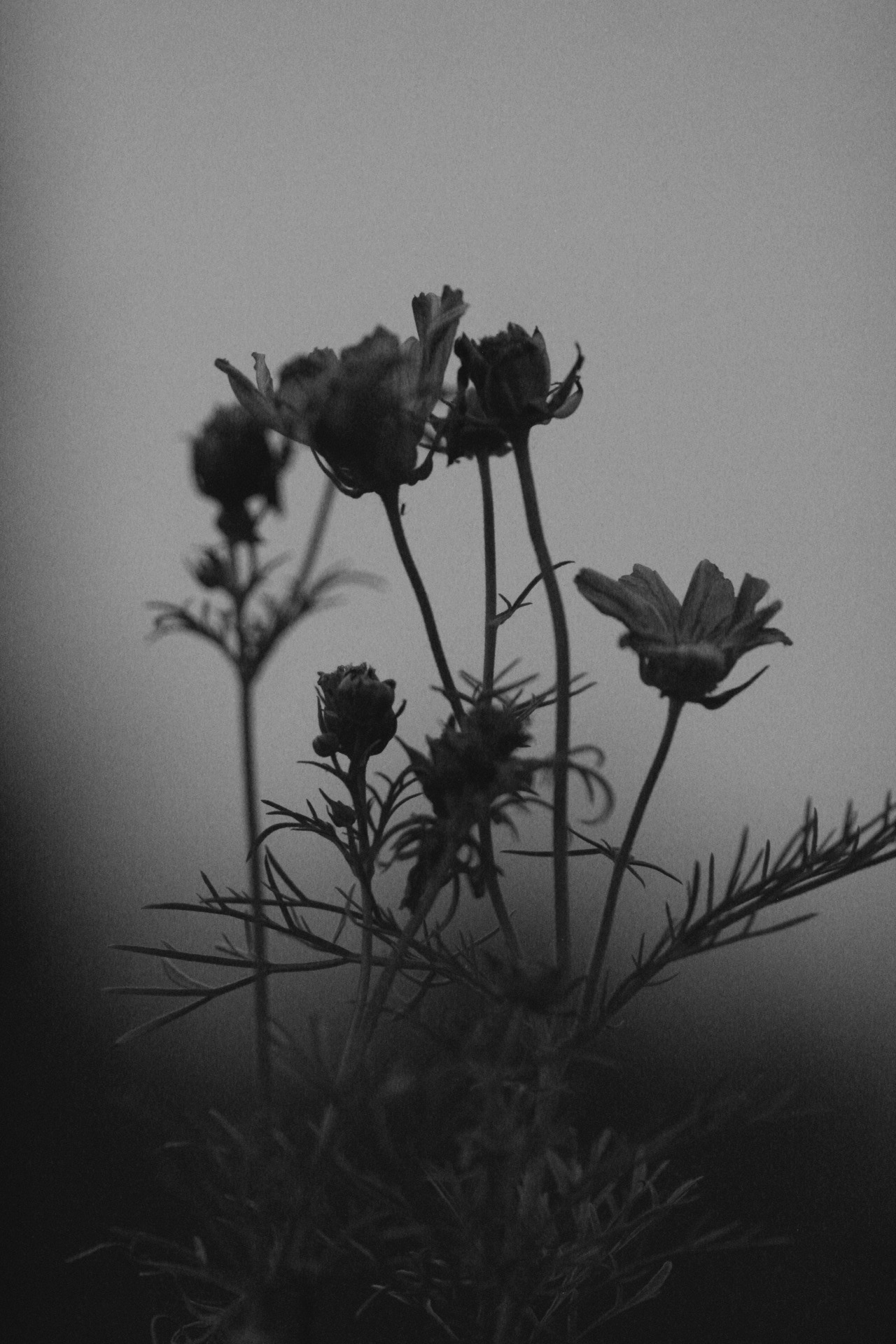Summer's End - DSLR - 09/02/24