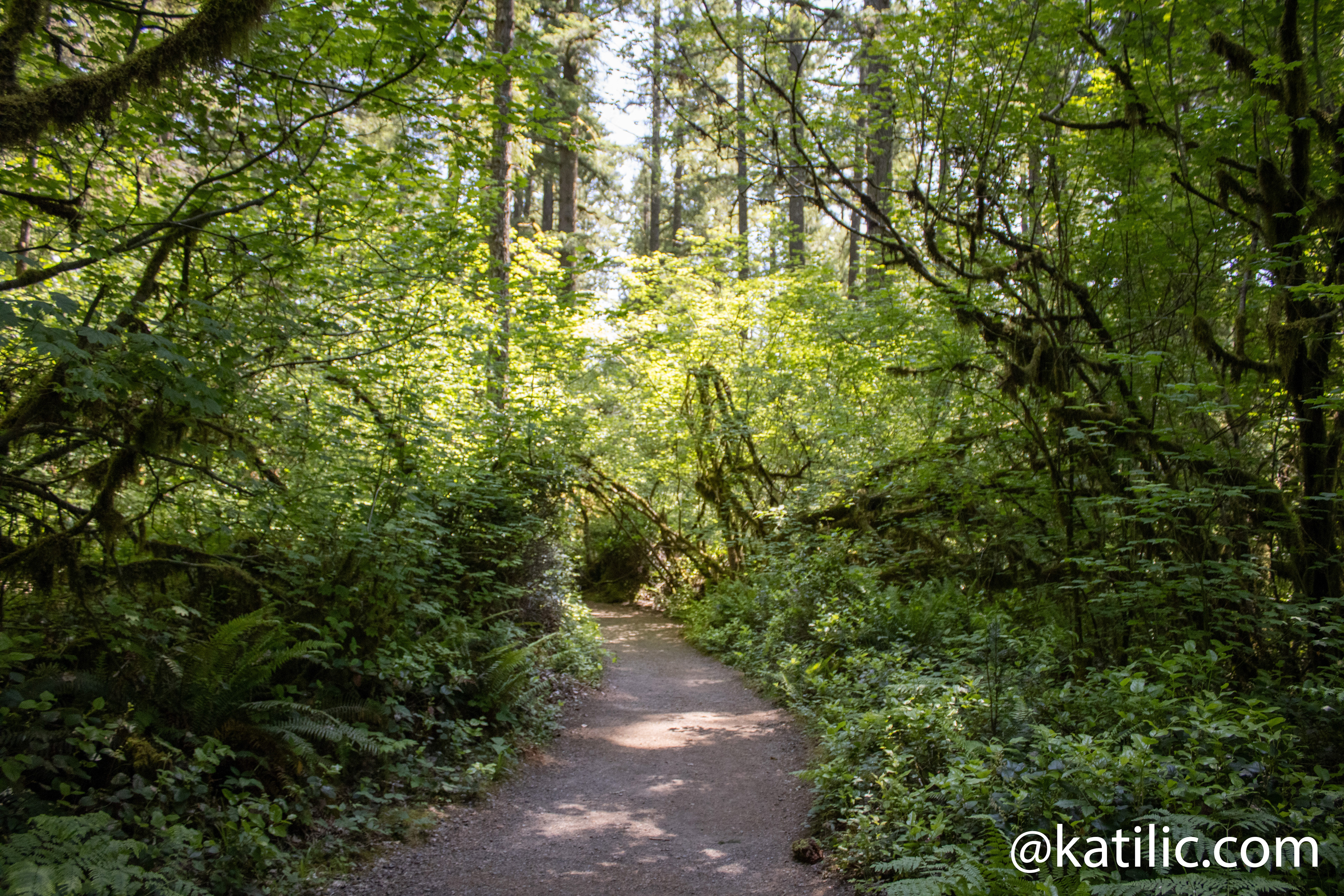 Silver Falls, OR ~ 2025