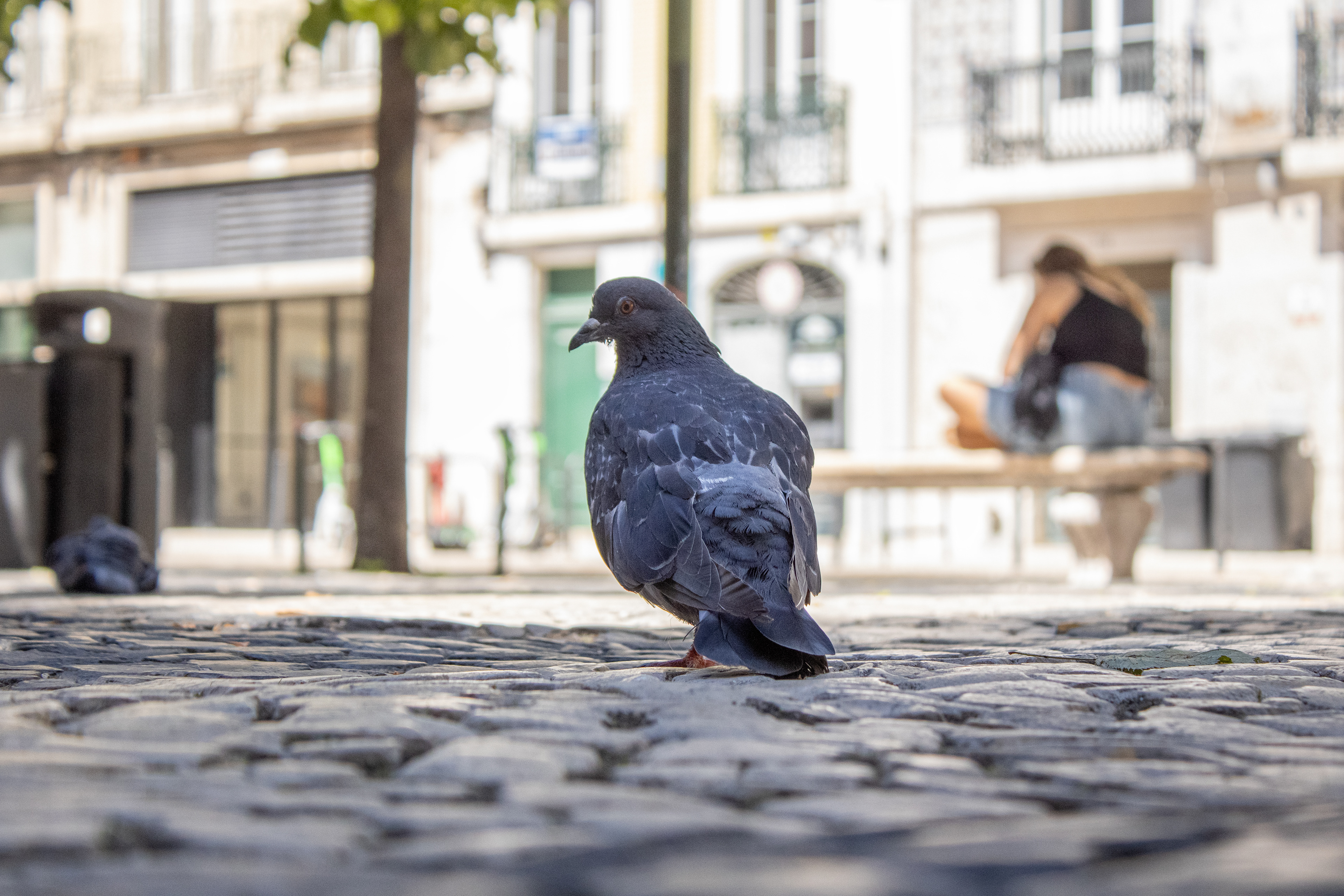 Lisbon, Portugal ~ 2026