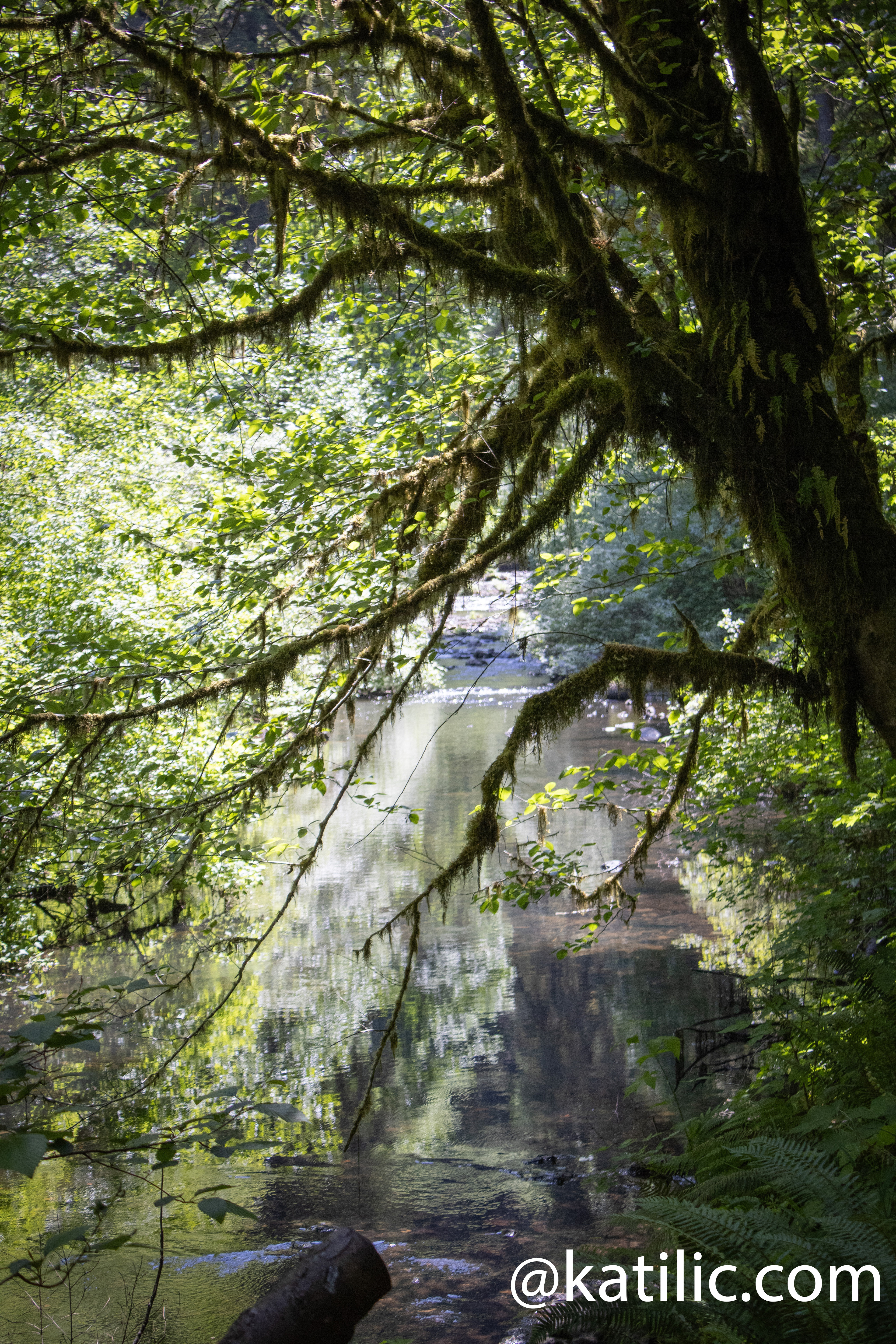 Silver Falls, OR ~ 2025