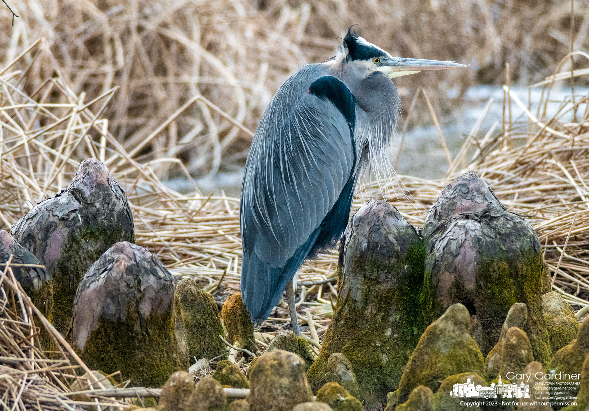 A Great Blue Heron stands between bald cypress knees growing at the wetlands at the highlands Aquatic Center. My Final Photo for January 27, 2023.
