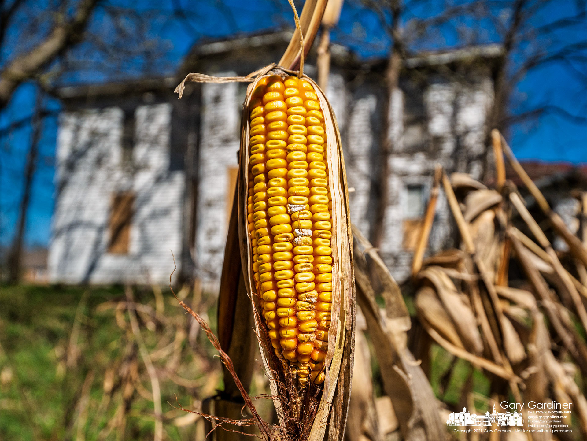 An ear of corn that avoided the maw of a single-row corn picker rests nearly alone as spring weather begins to warm the field next to the old farmhouse at the Braun Farm. My Final Photo for March 29, 2021.