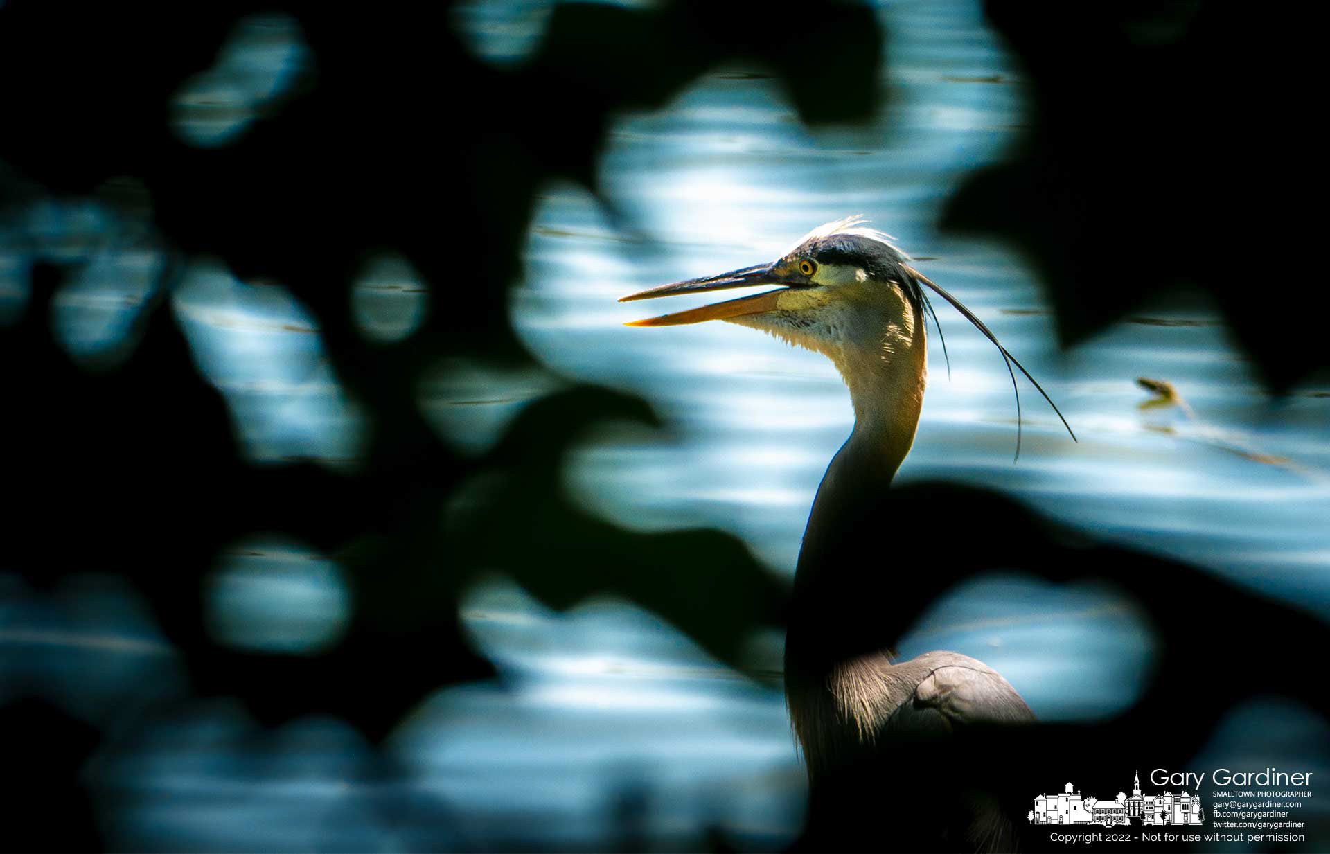 A Great Blue Heron is concealed by leaves and branches from a path in the woods as it searches for a quick meal from the waters along the shoreline at Hoover Reservoir. My Final Photo for June 30, 2022.