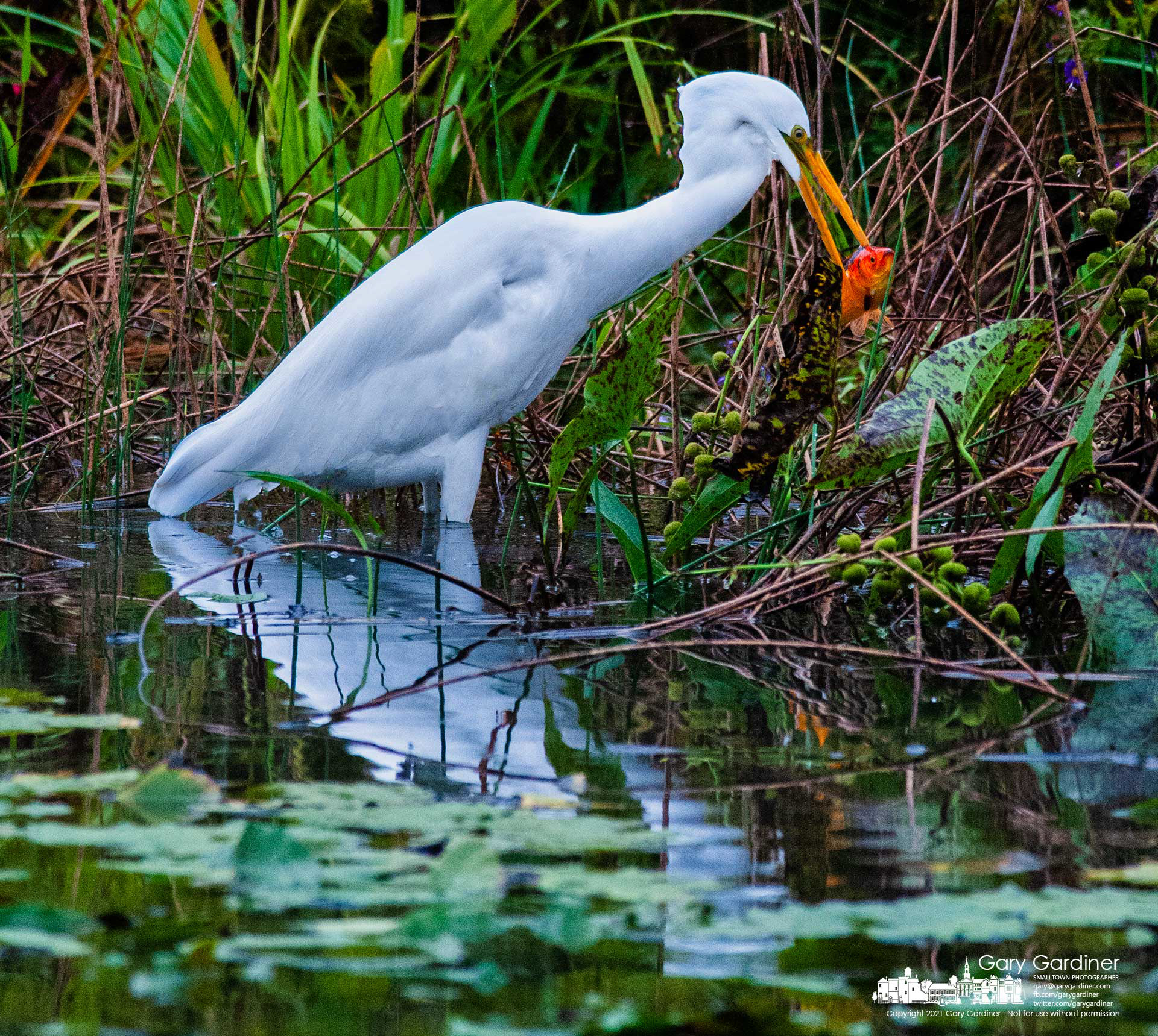 A great egret feasts on an abandoned goldfish pulled from the waters of the wetlands at Highlands during a break in Tuesday's rain. My Final Pho