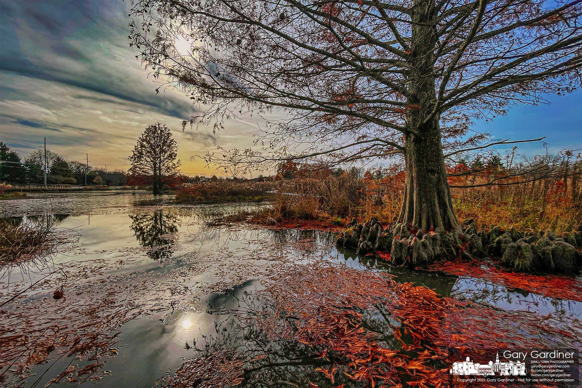 The feathery leaves of bald cypress trees settle into waters flowing around thin ice floes on a cold autumn day at the wetlands at Highlands Aquatic Park. My Final Photo for Nov. 24. 2021. 
