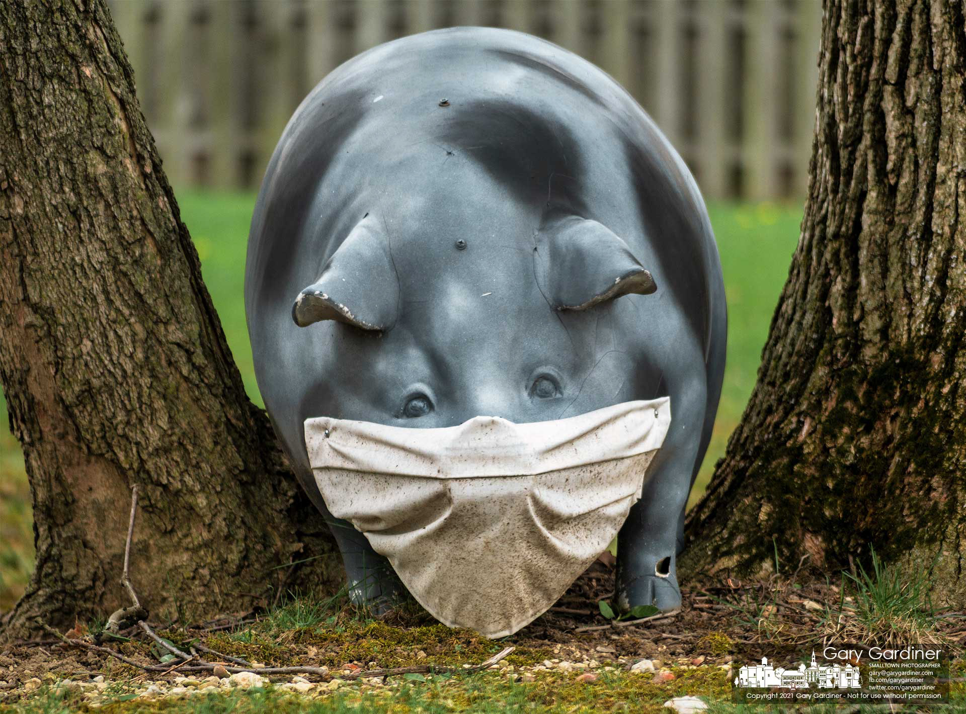 A porcine lawn ornament wears a snout mask to protect itself from the possibility of contracting an airborne illness from its perch on Spring Rd. My Final Photo for April 8, 2021. 