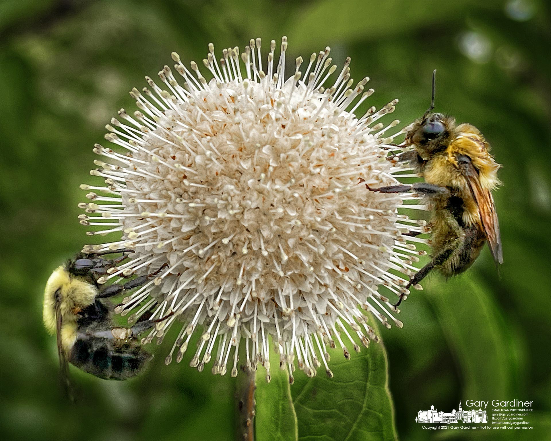 A pair of bees collect nectar and pollen from a buttonbush growing along the edge of the wetlands at Highlands Aquatic Center. My Final Photo for July 1, 2021.